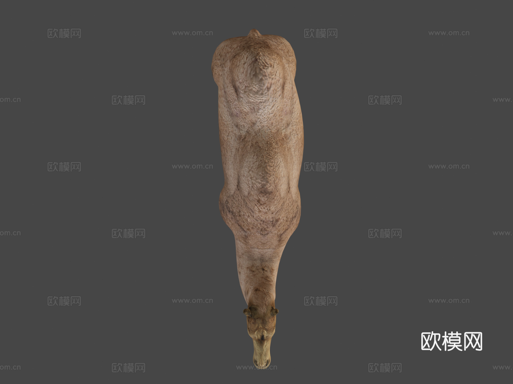双峰骆驼3d模型
