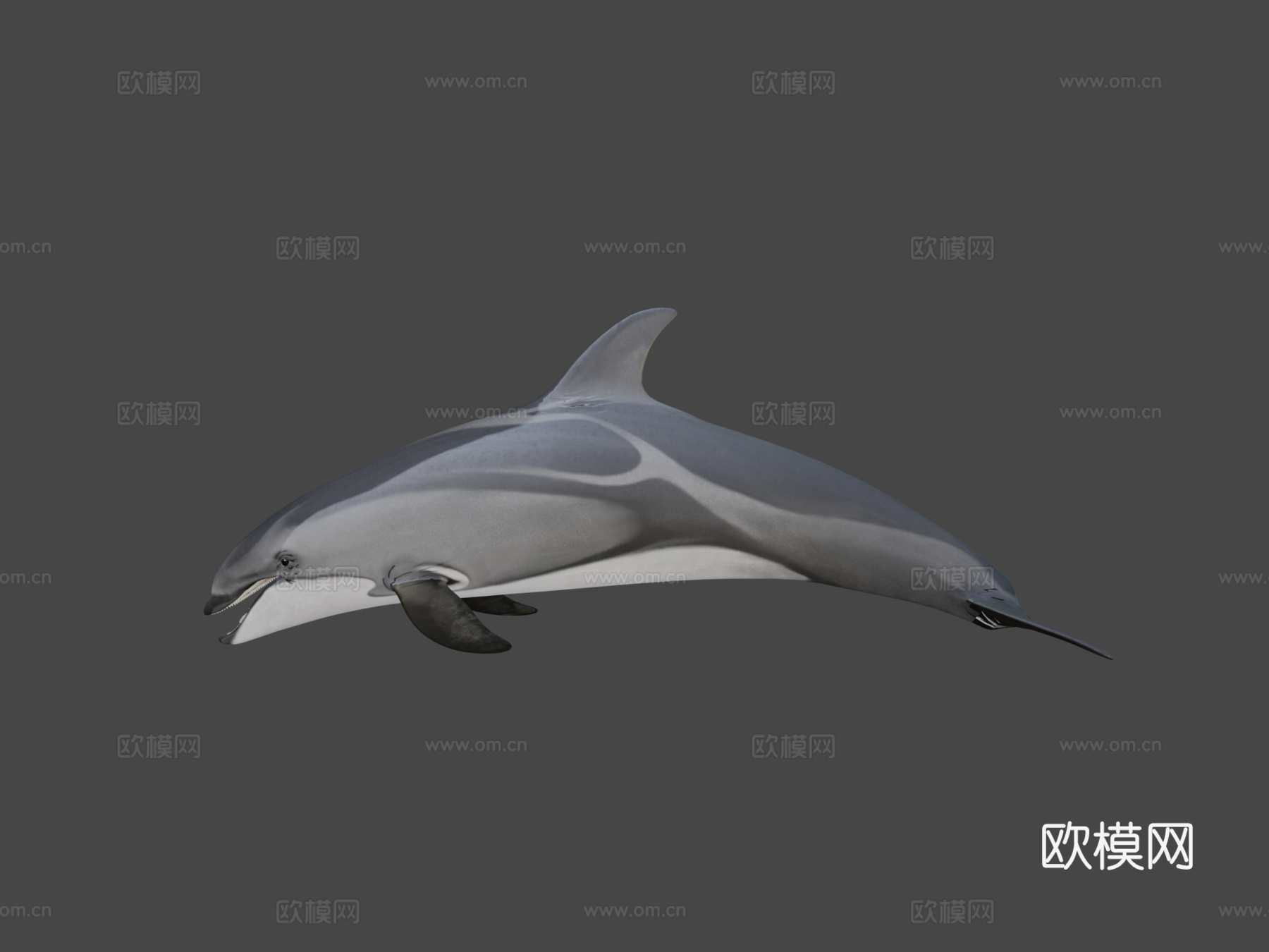 太平洋白侧海豚3d模型