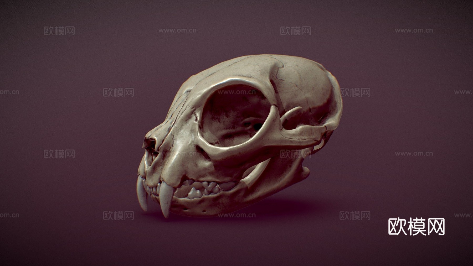 猫头骨3d模型