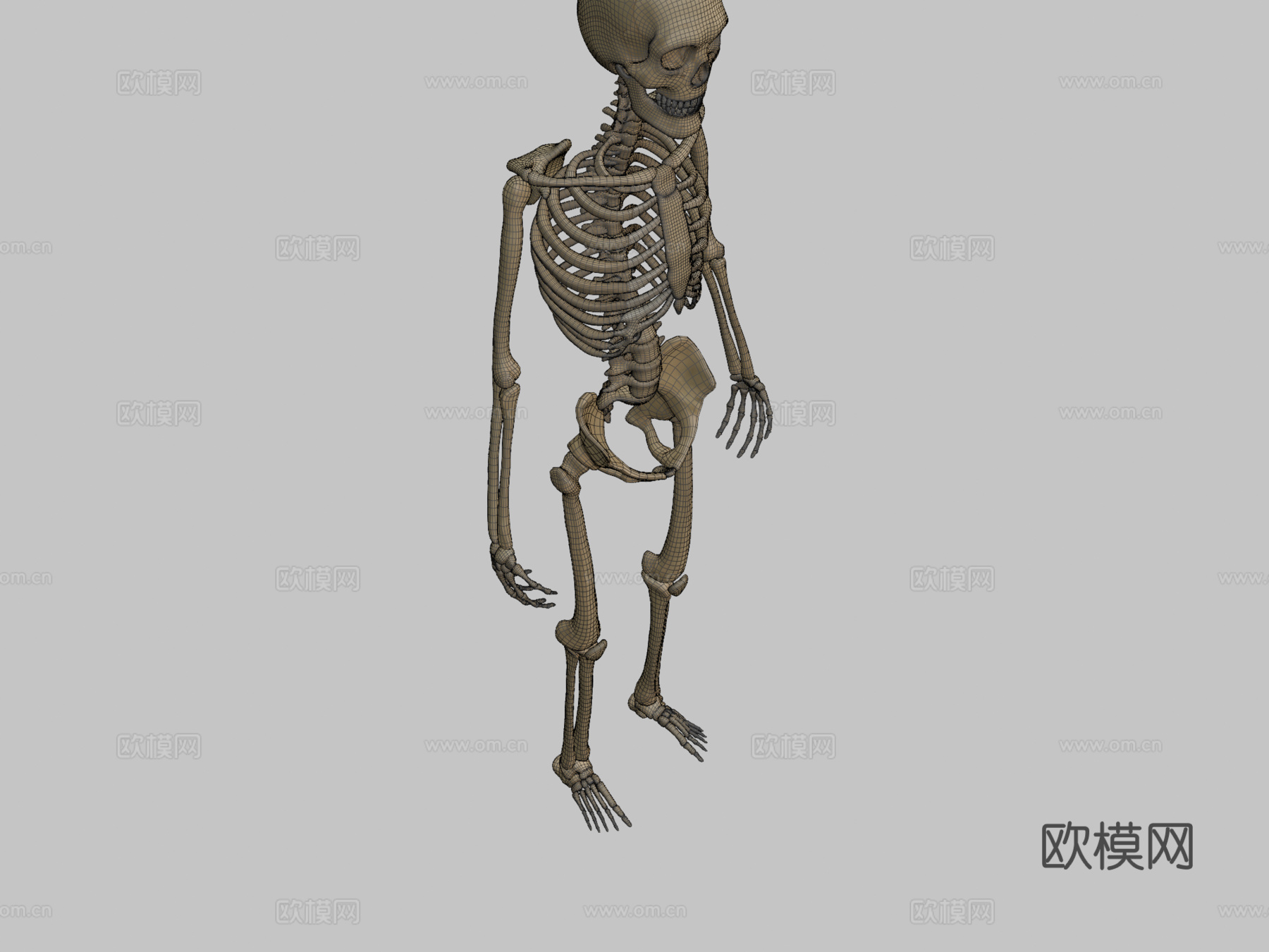 剥皮骨骼3d模型