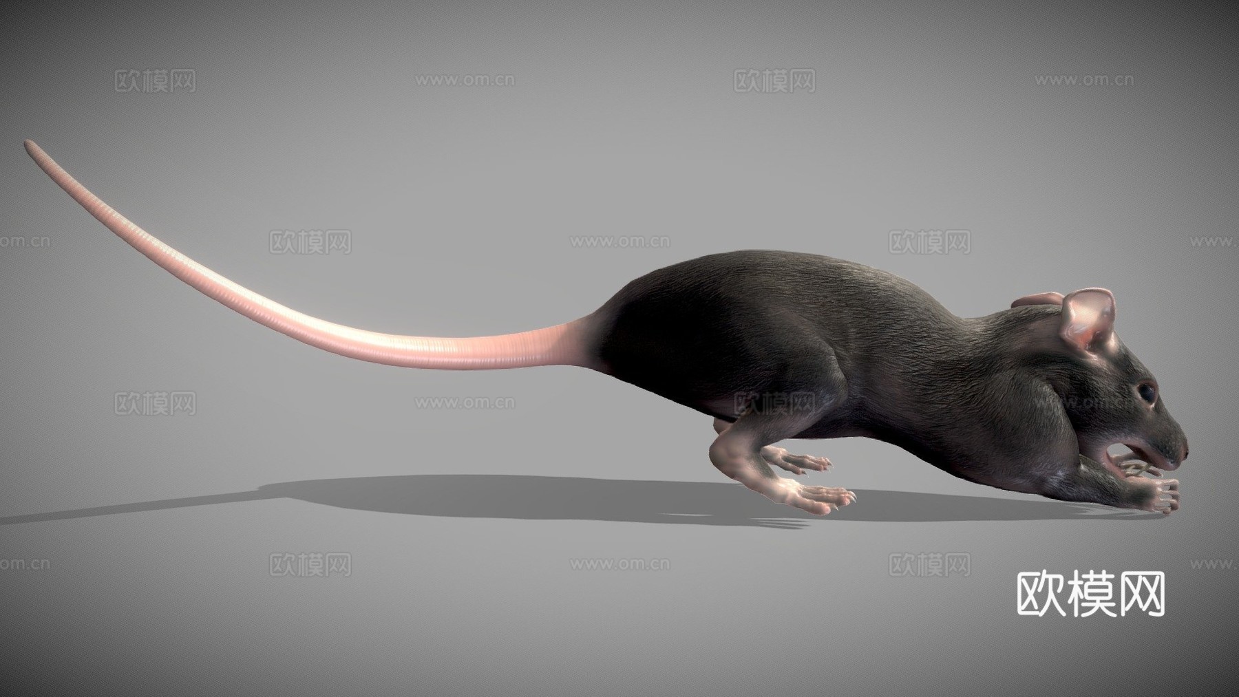 老鼠3d模型