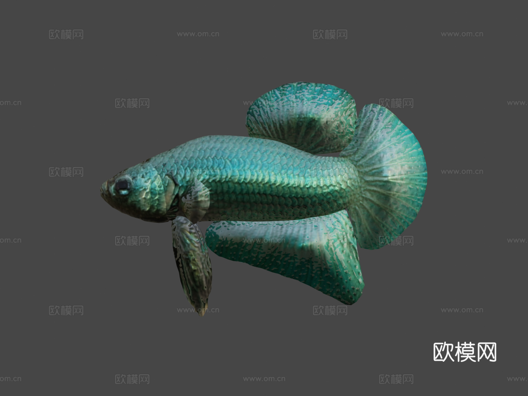 蓝色斗鱼3d模型