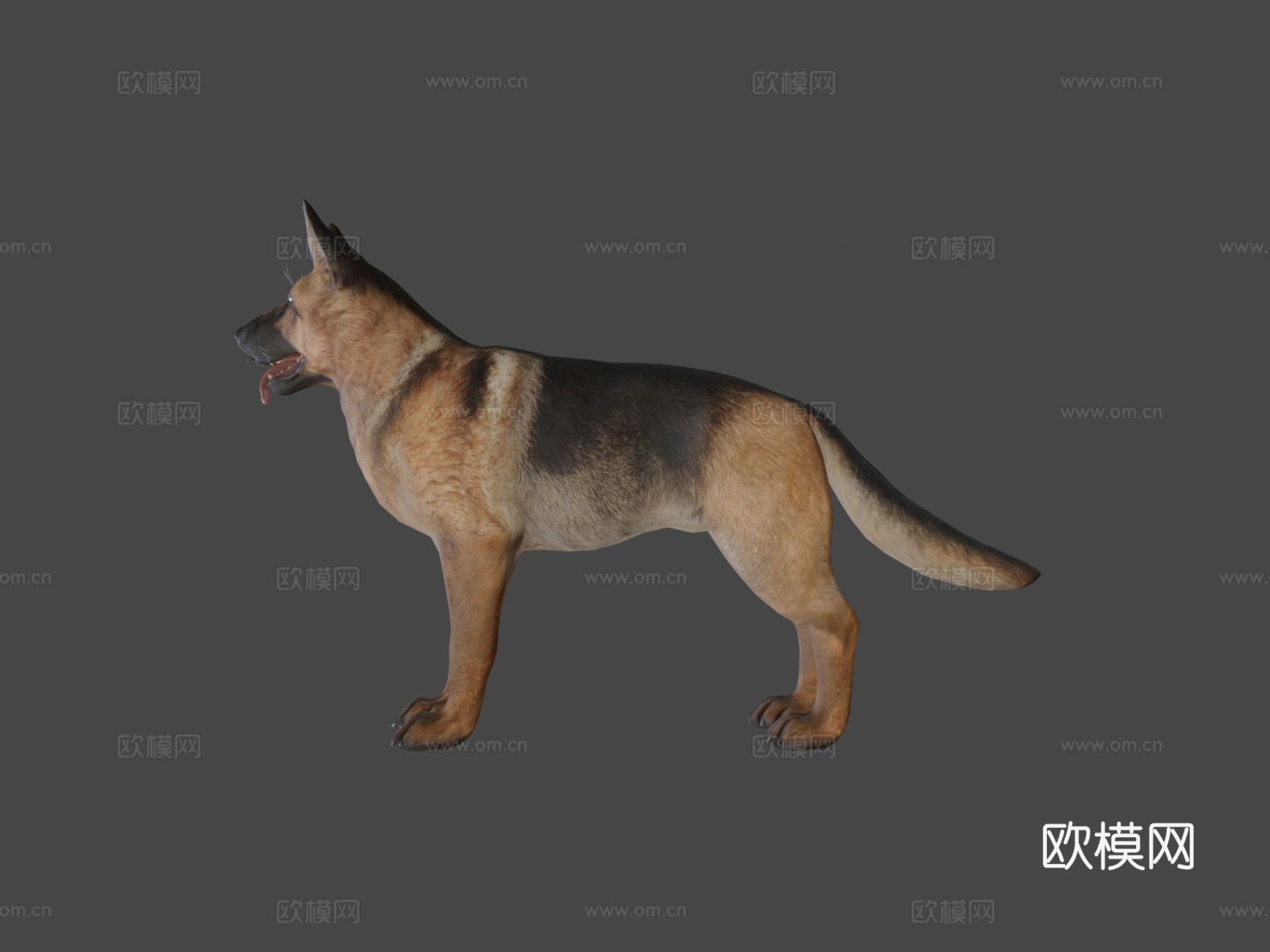 狗-牧羊犬3d模型