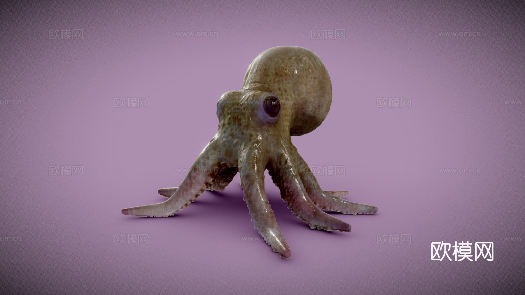 小章鱼3d模型