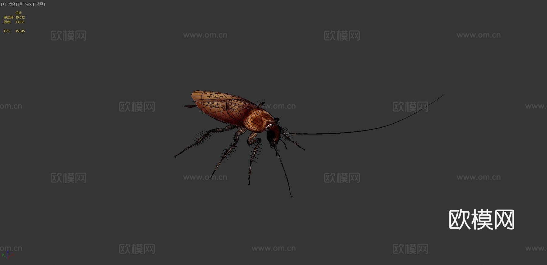 亚洲蟑螂3d模型