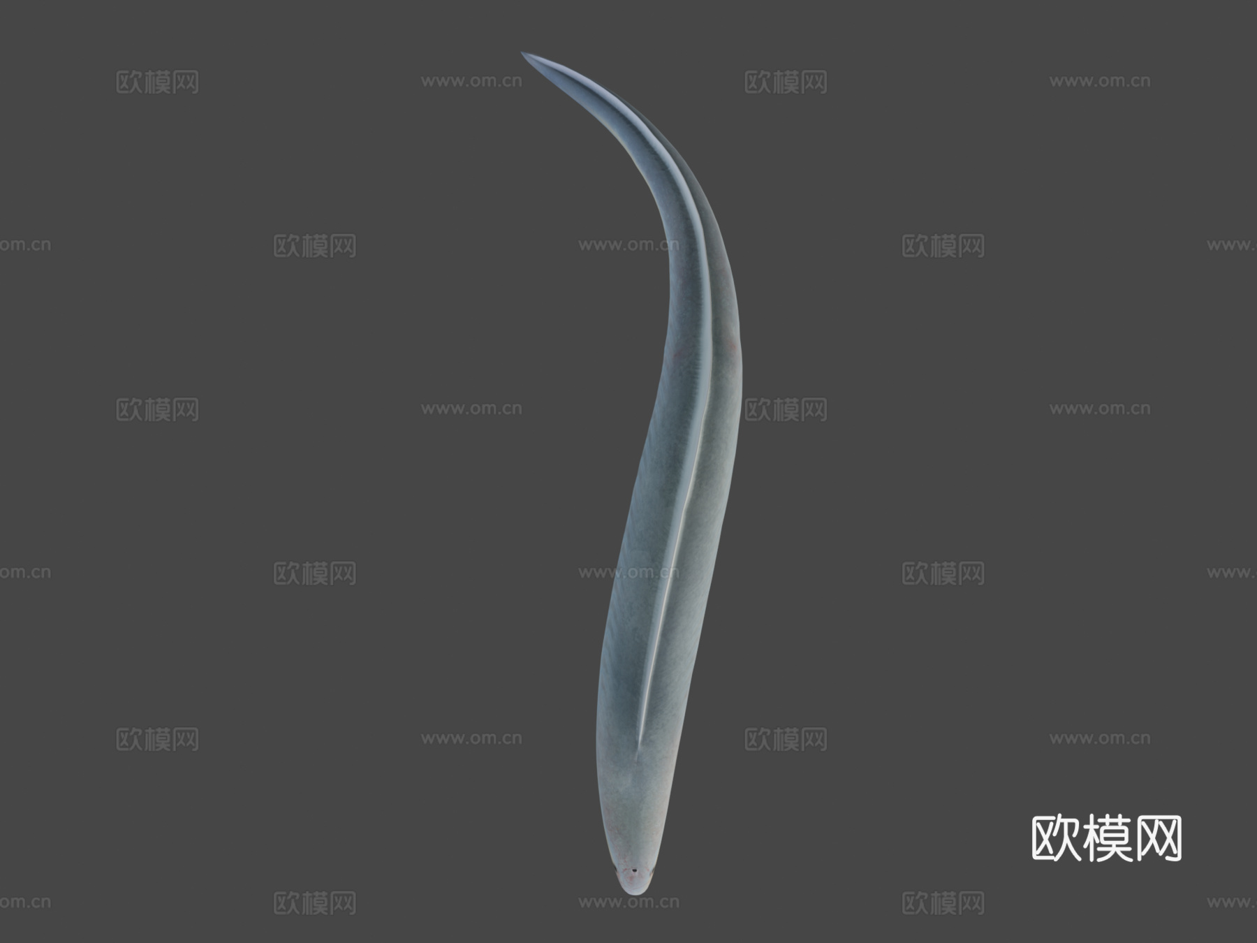 丰娇昆明鱼3d模型
