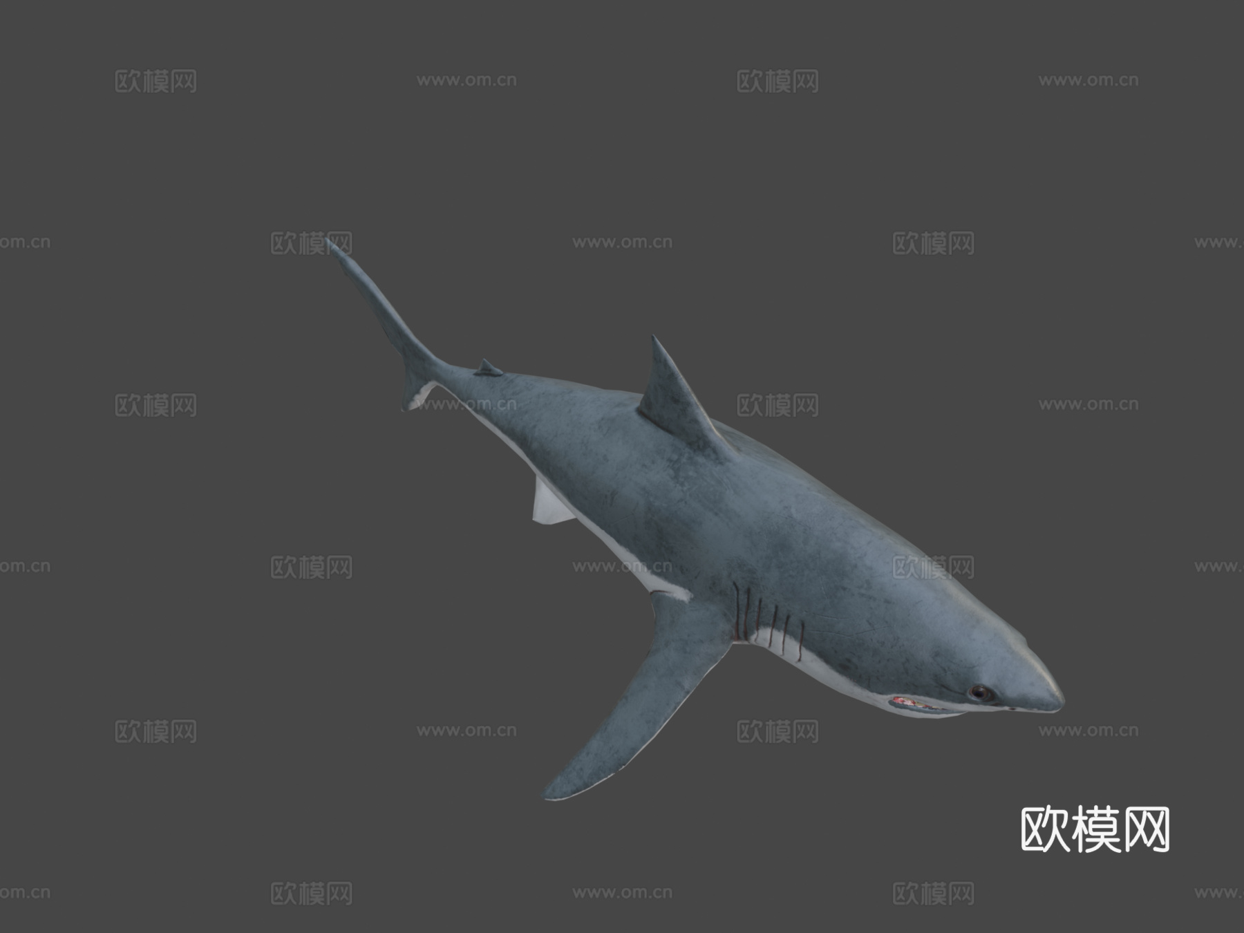 大白鲨3d模型