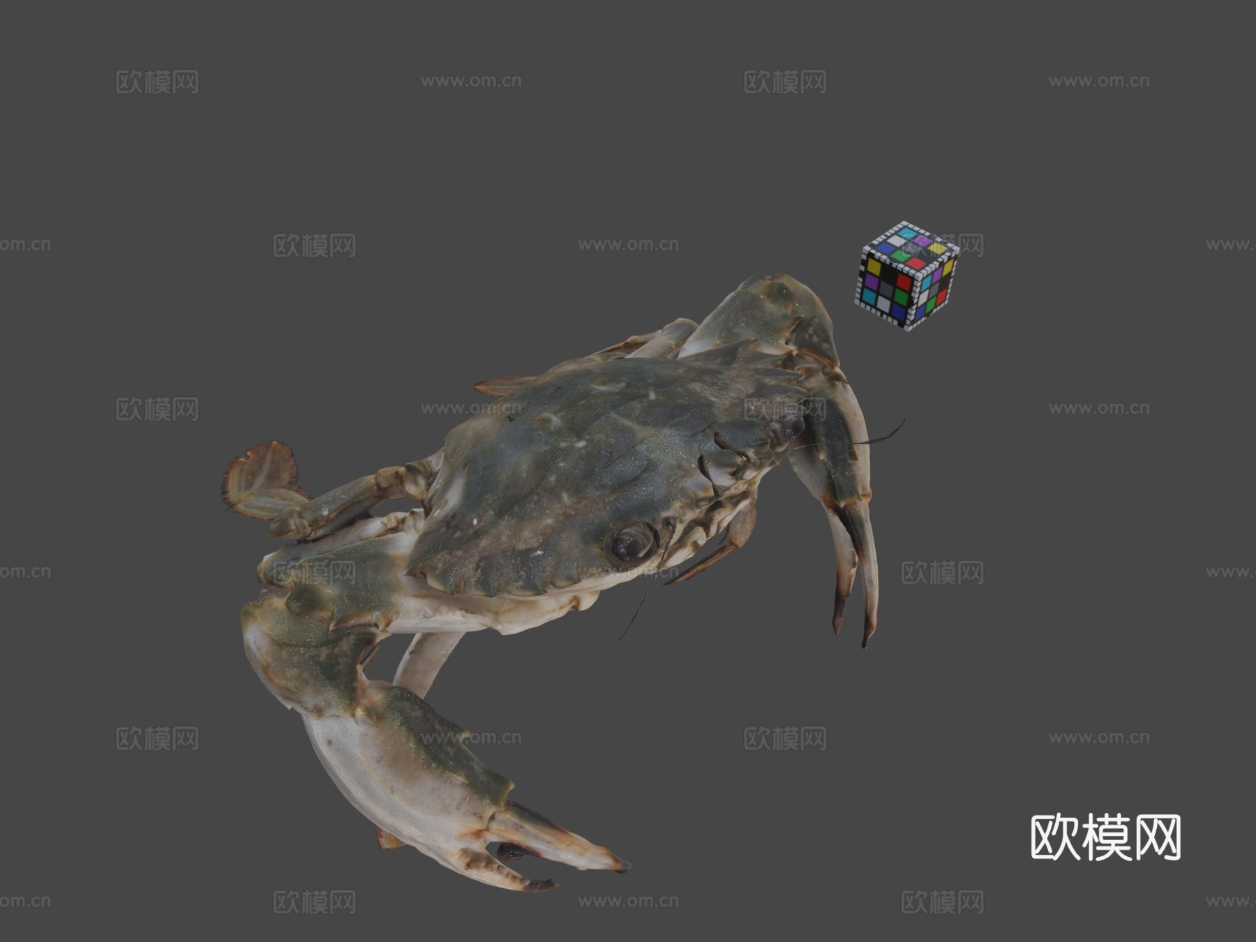 CC0 日本梭子蟹♂亚洲桨蟹3d模型
