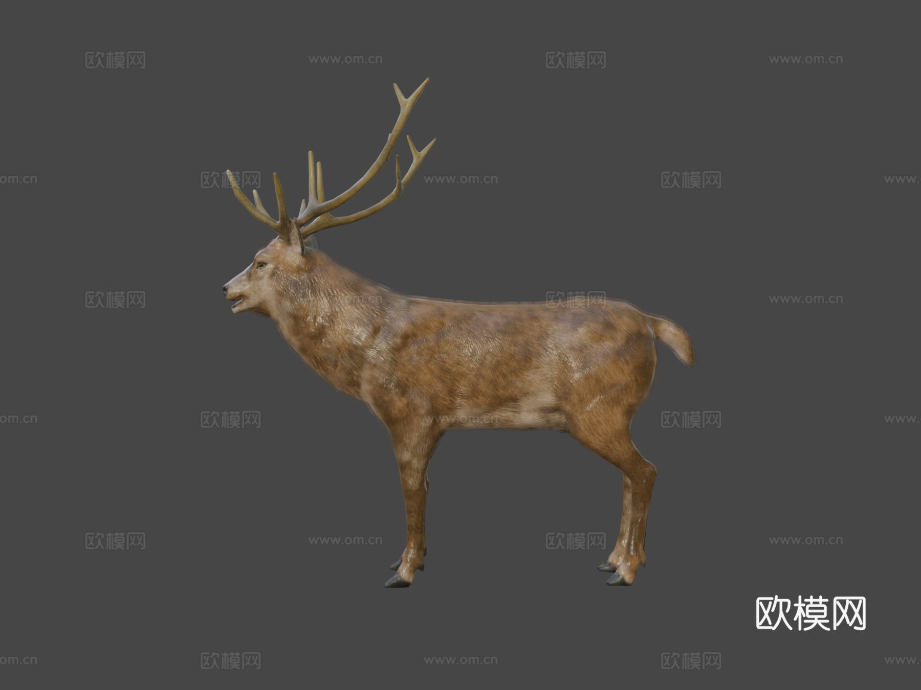 雄鹿动画3d模型