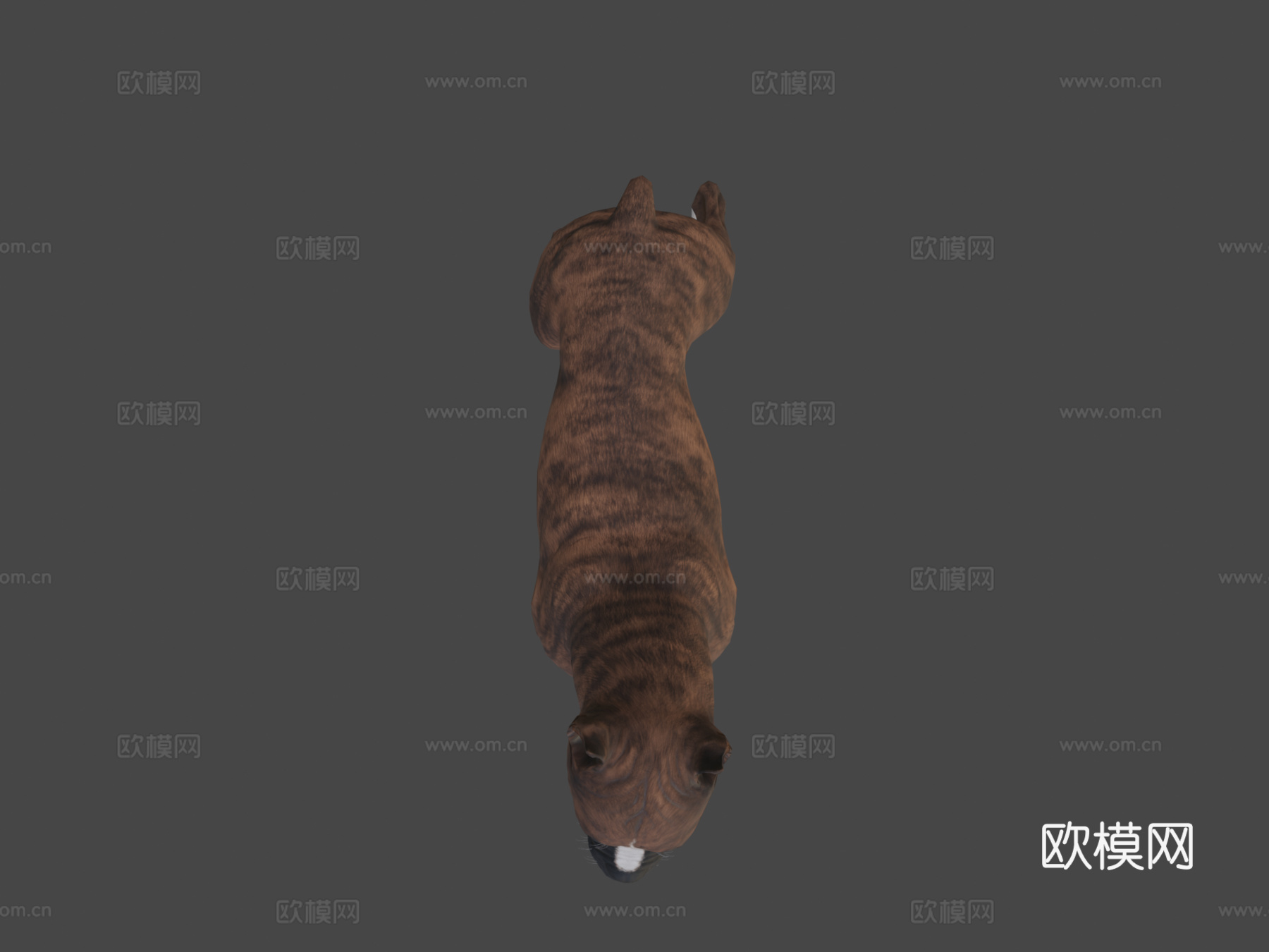 拳师犬3d模型