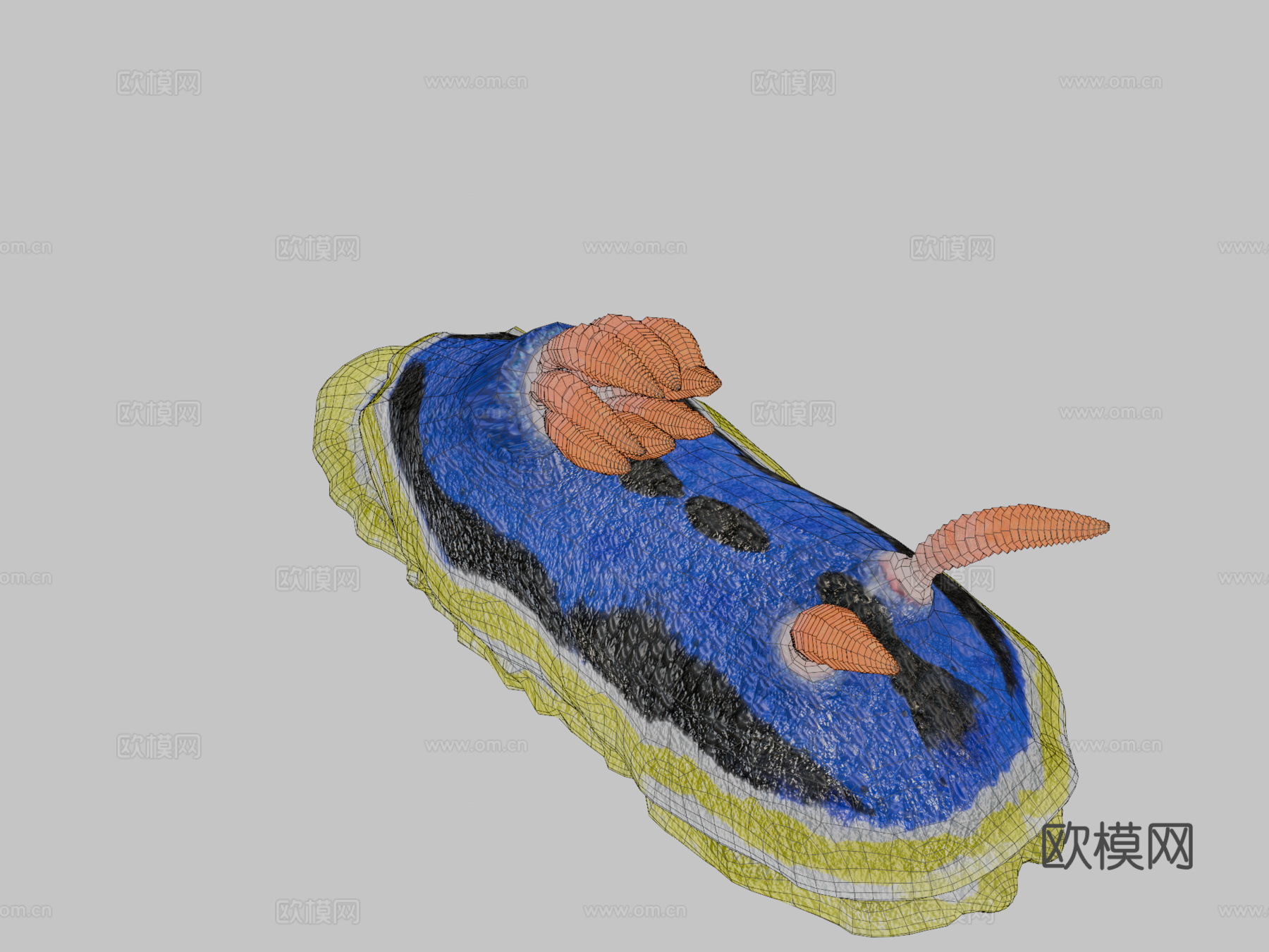 海蛞蝓—安娜多彩海蛞蝓3d模型
