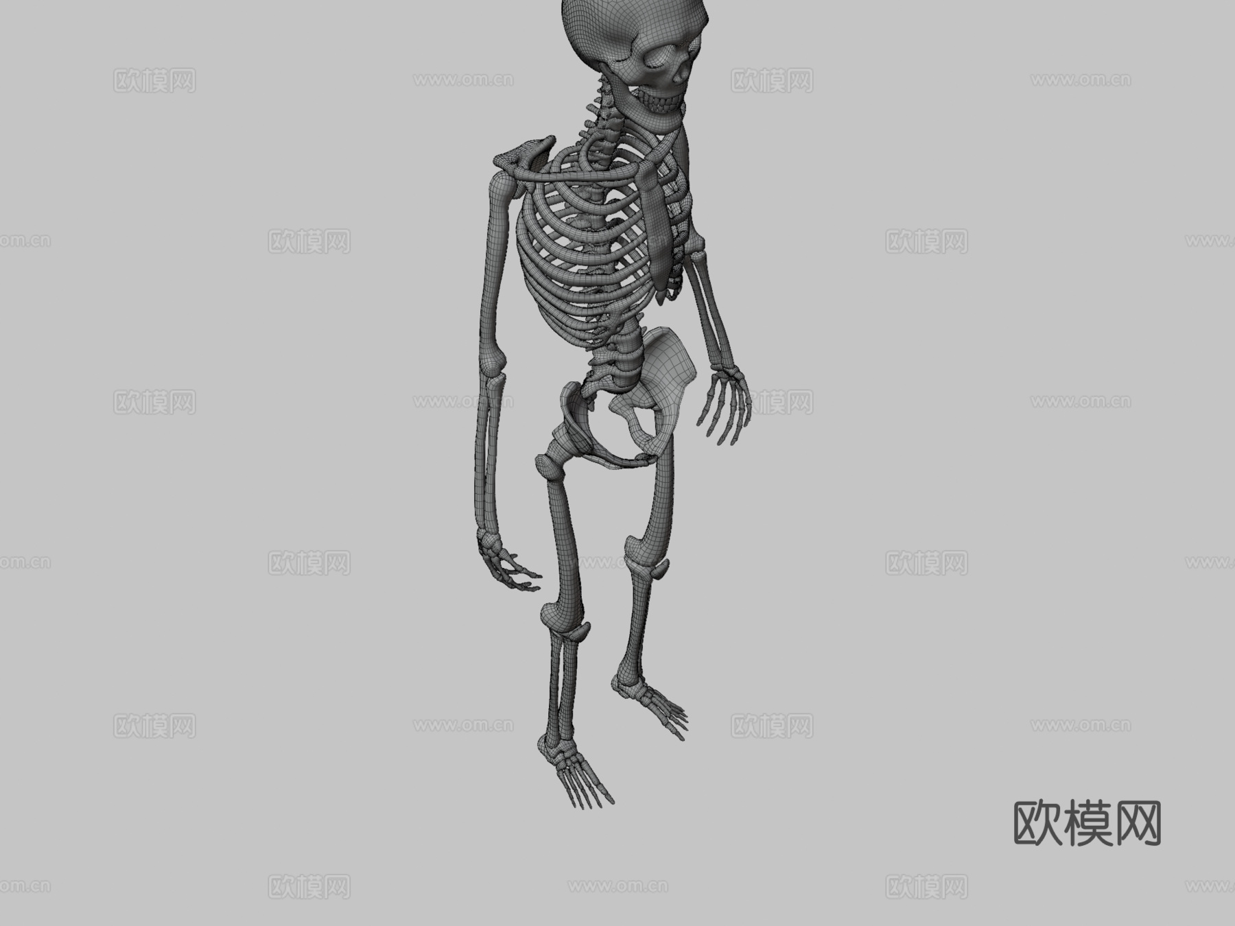剥皮骨骼3d模型