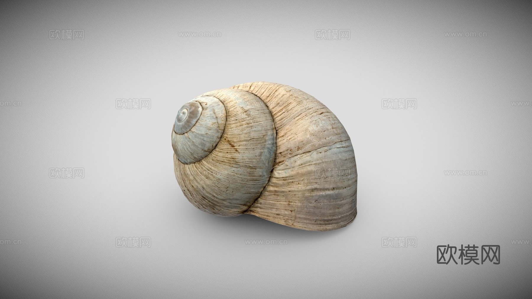 蜗牛壳3d模型
