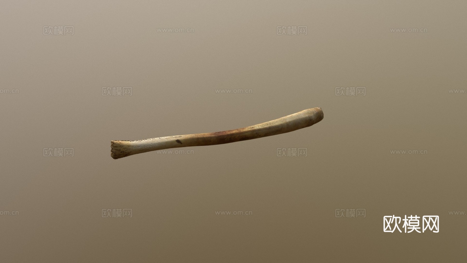 海象阴茎骨3d模型