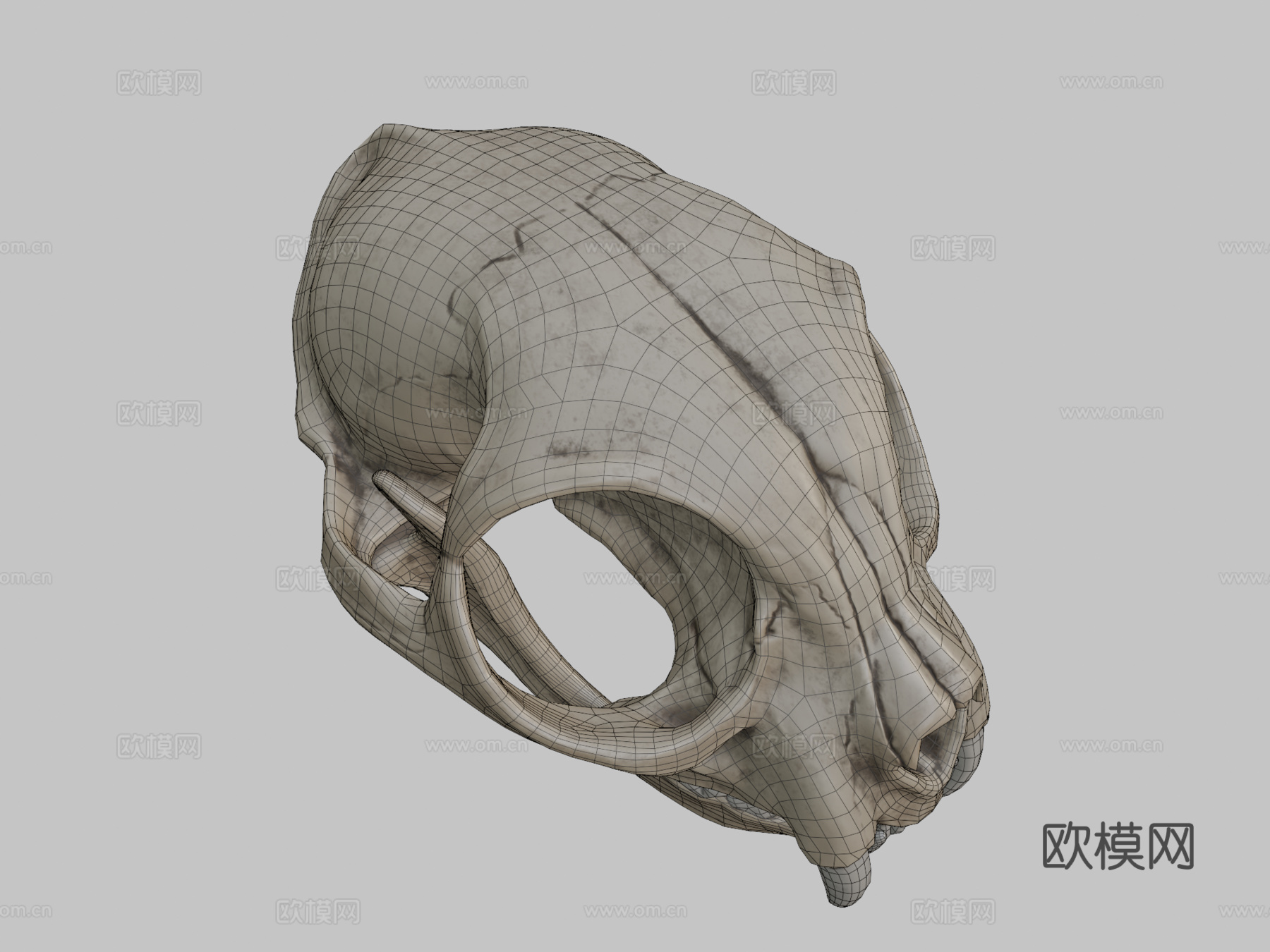 猫头骨3d模型