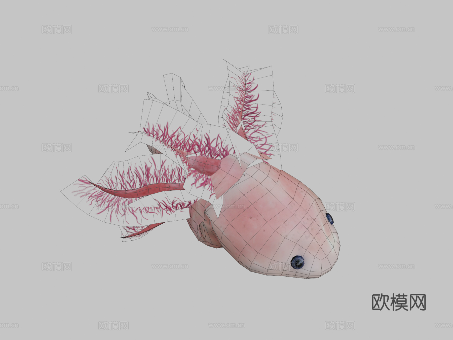 美西螈3d模型