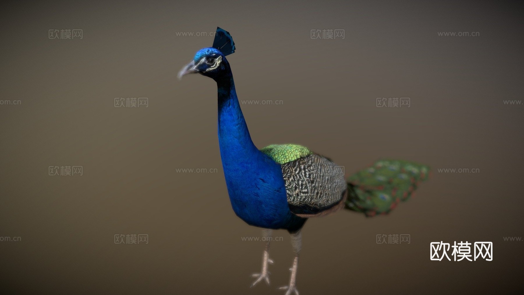 孔雀3d模型
