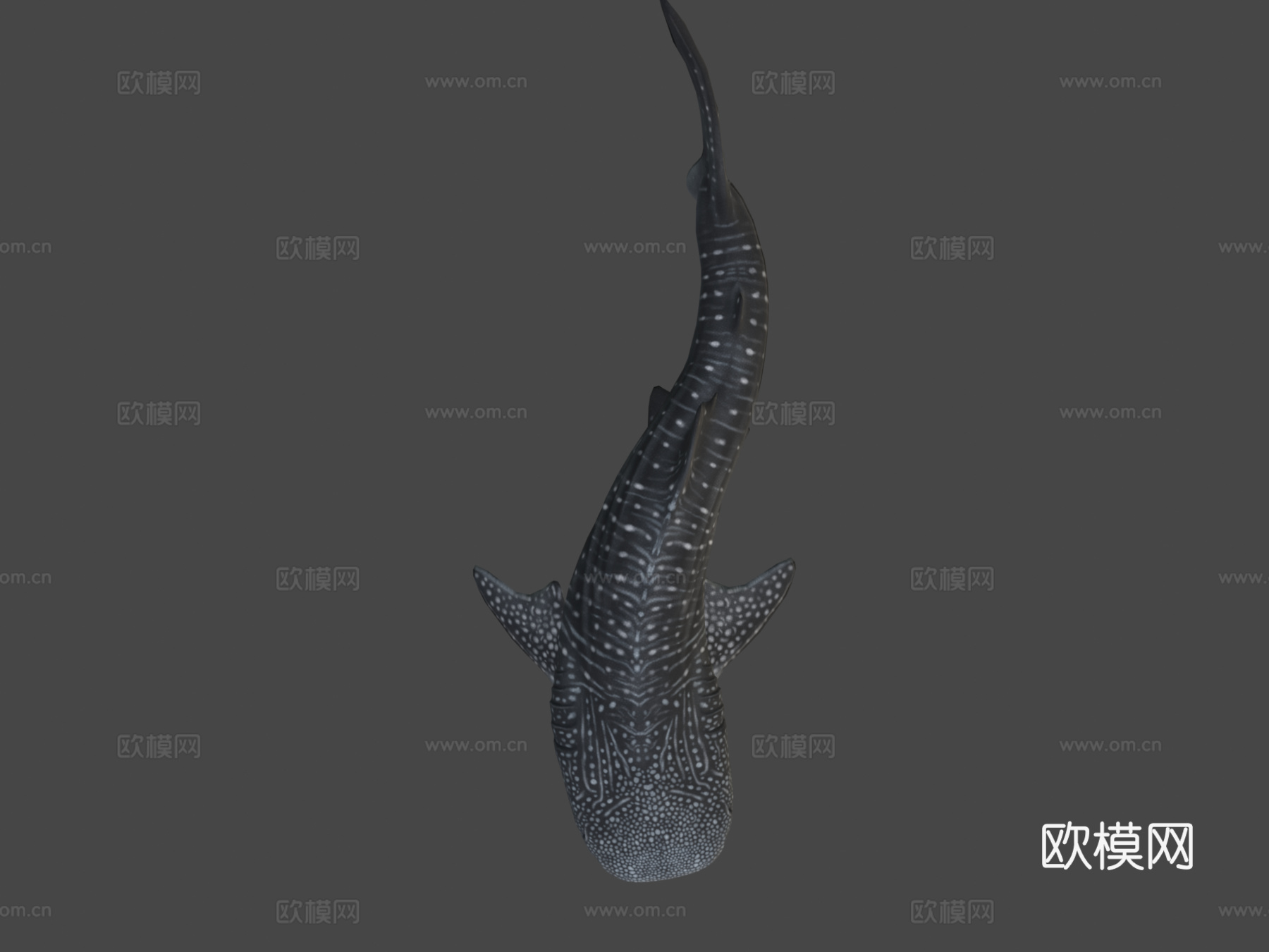 鲸鲨3d模型