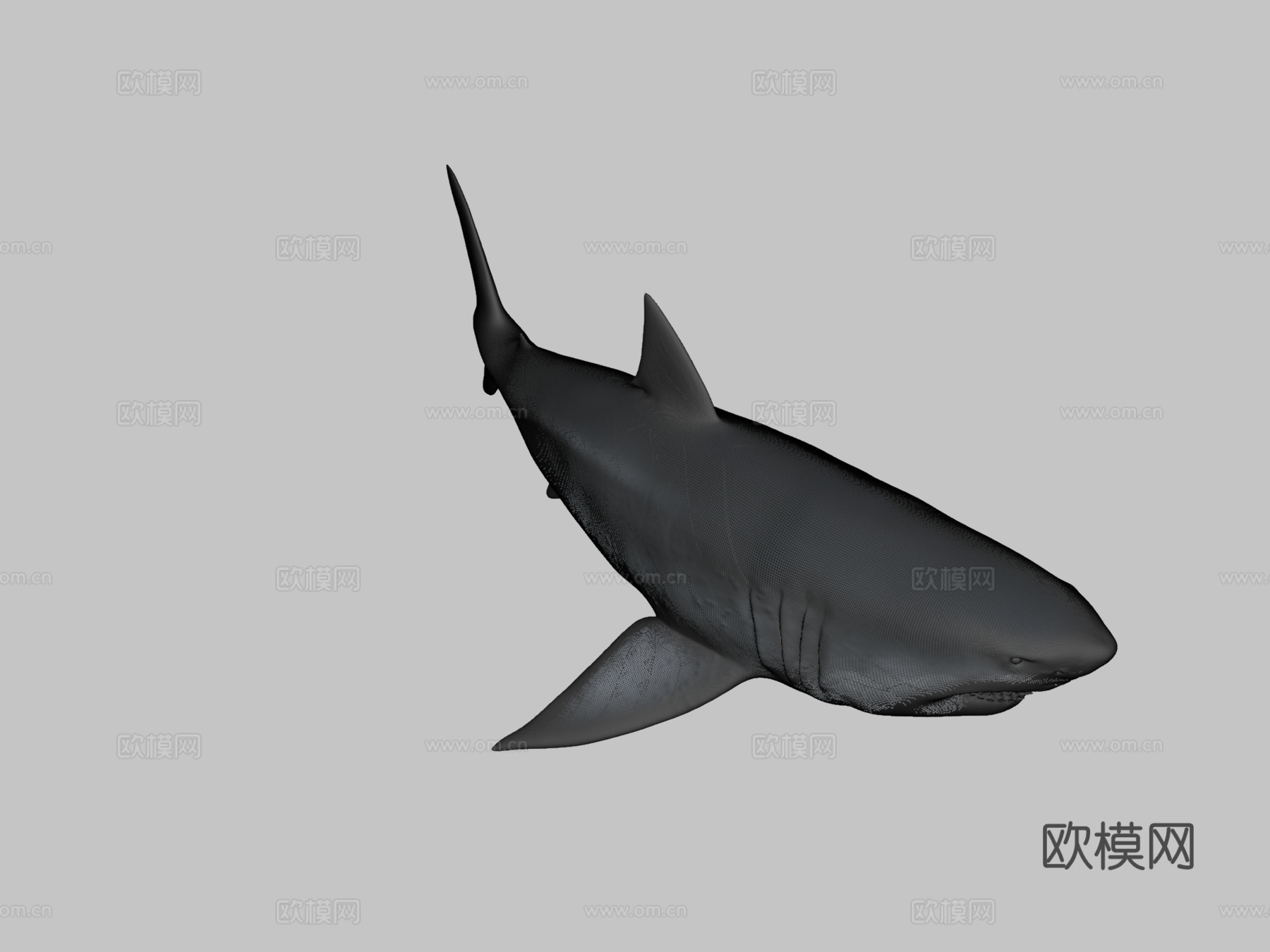 巨齿鲨3d模型