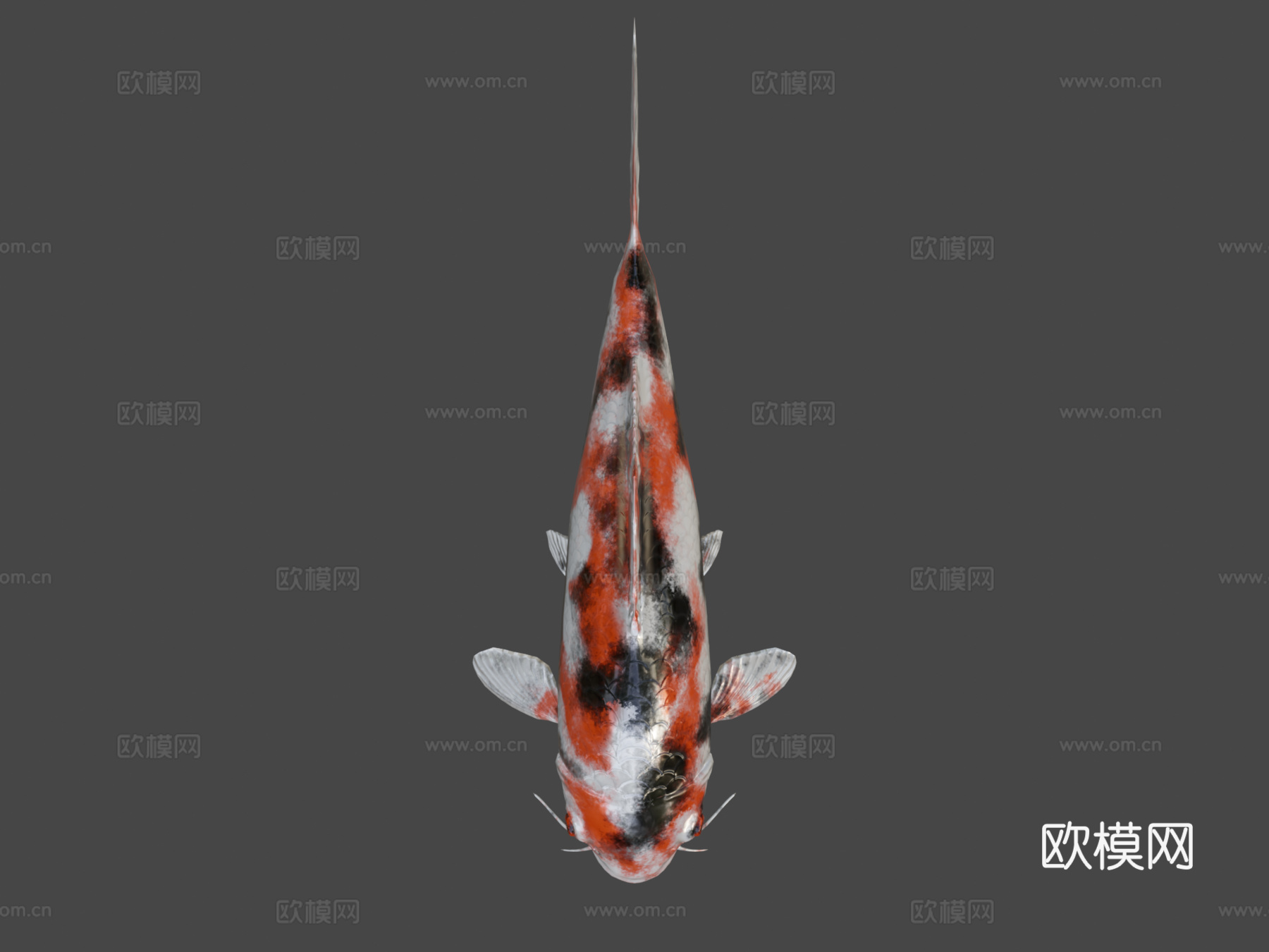 锦鲤3d模型