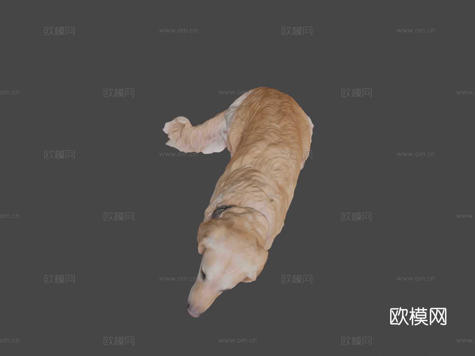 金毛犬23号3d模型
