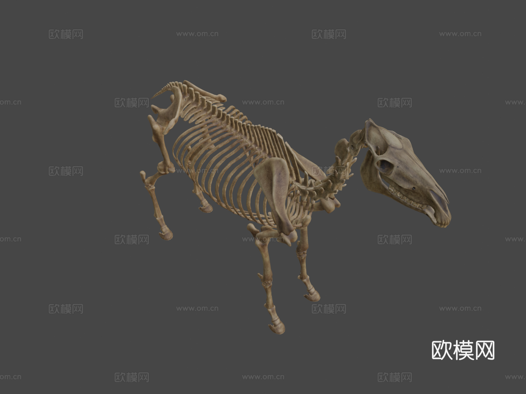马骨架3d模型