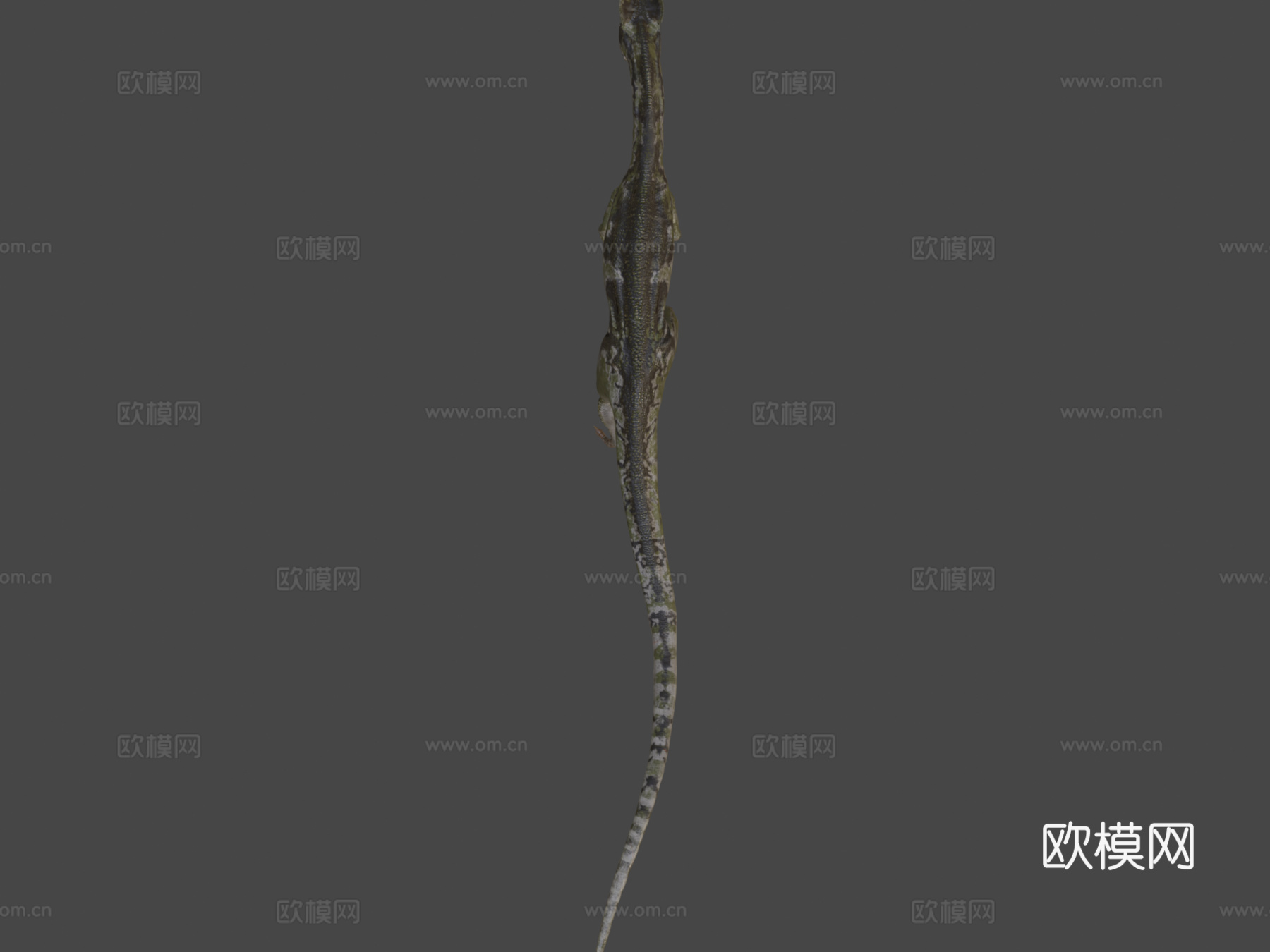 双脊龙3d模型