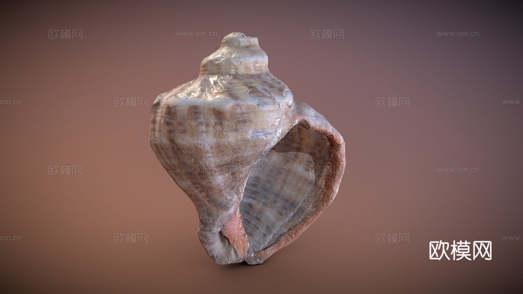 贝壳-PBR游戏道具3d模型