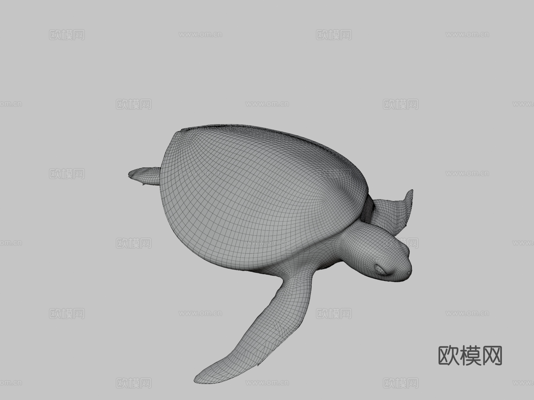 B模型幼年绿海龟3d模型