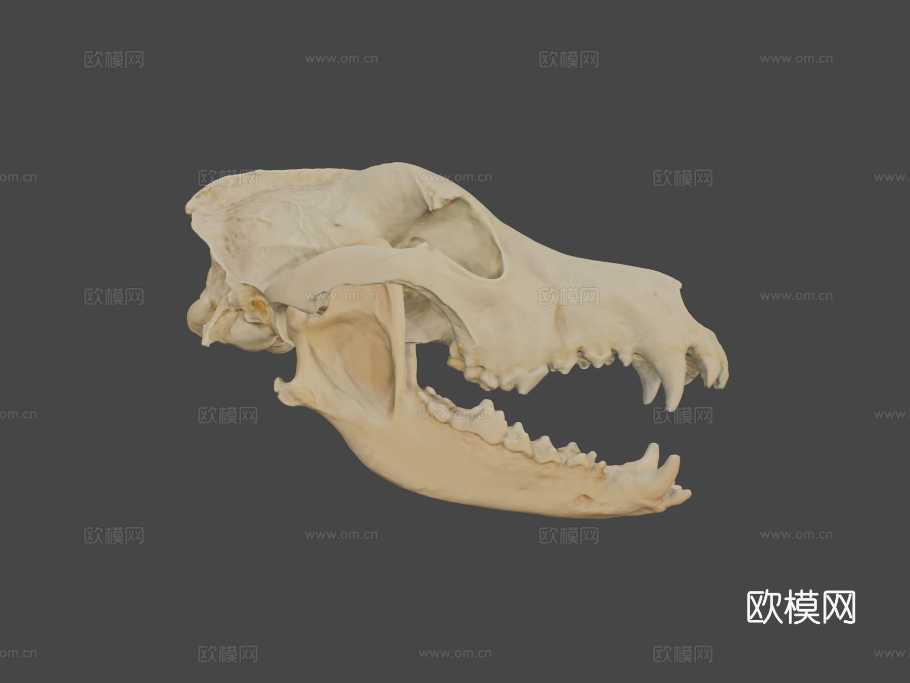 德国牧羊犬头骨3d模型