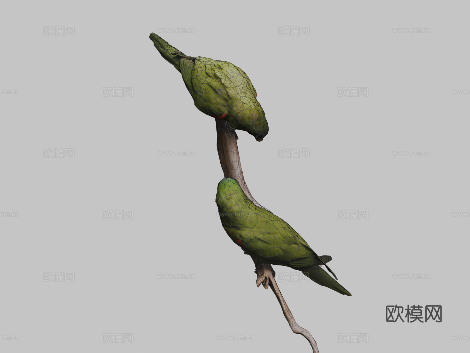 加勒比鹦鹉3d模型