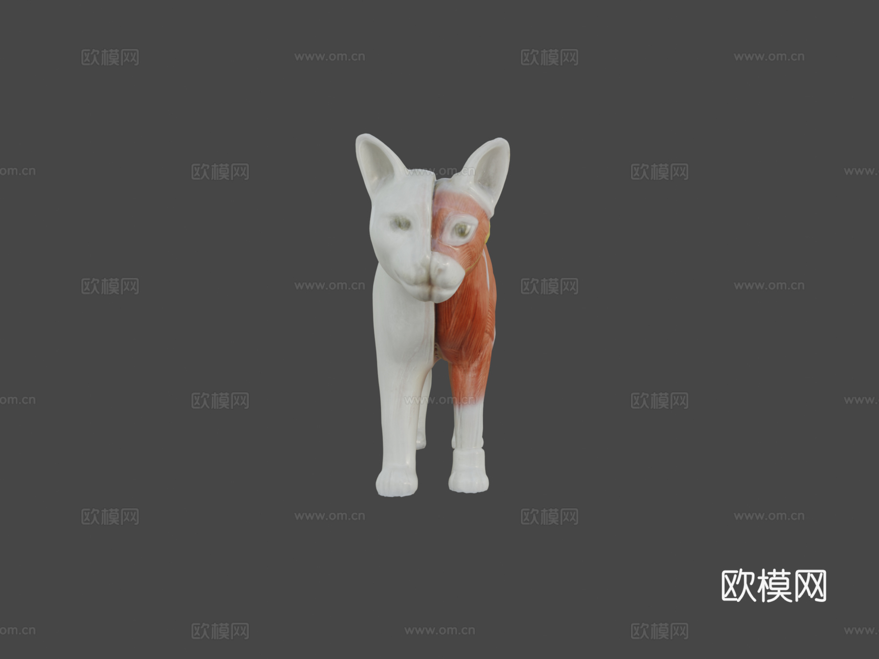 带肌肉结构的猫3D解剖模型3d模型