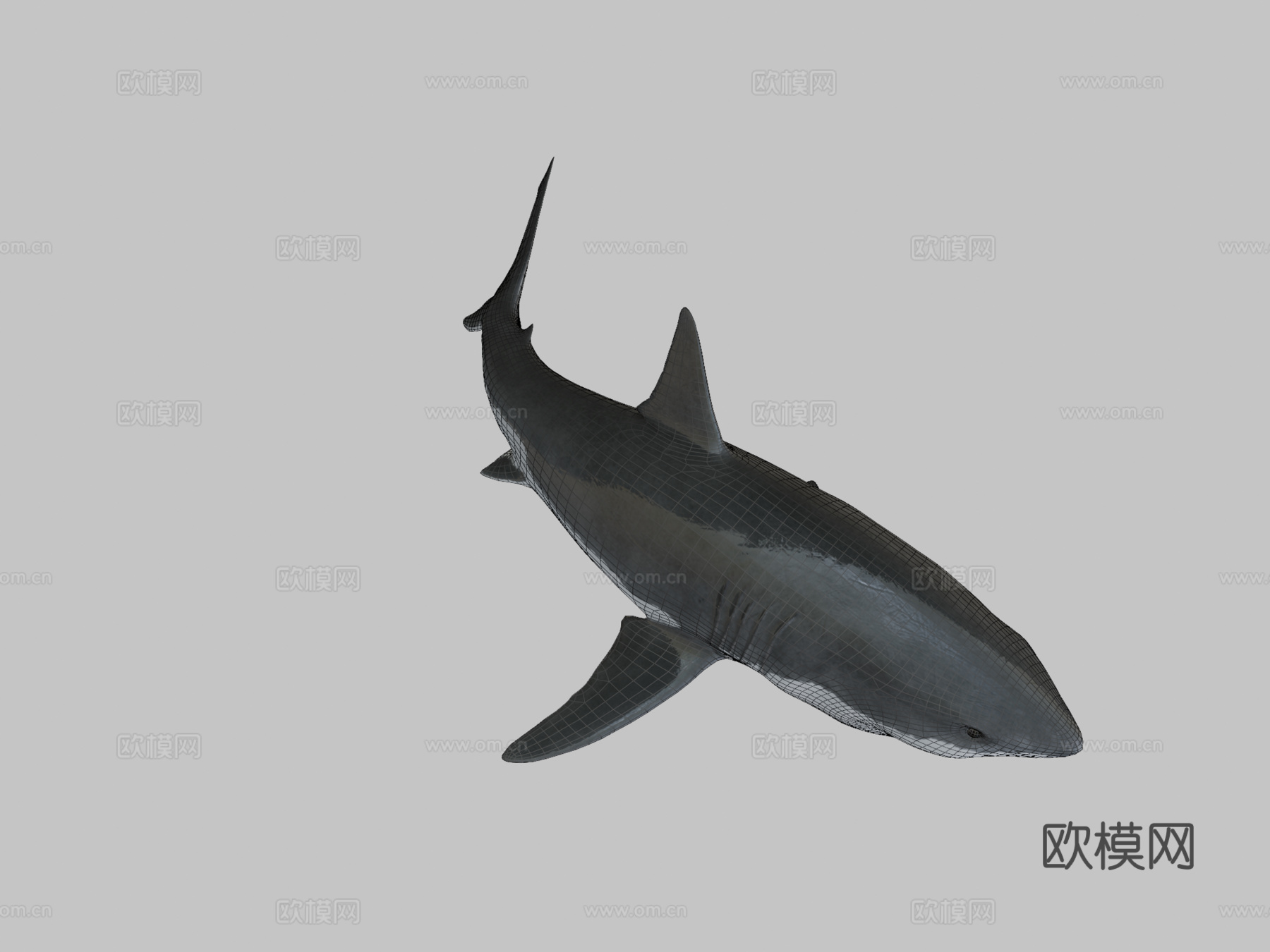 大白鲨-绑定与动画3d模型