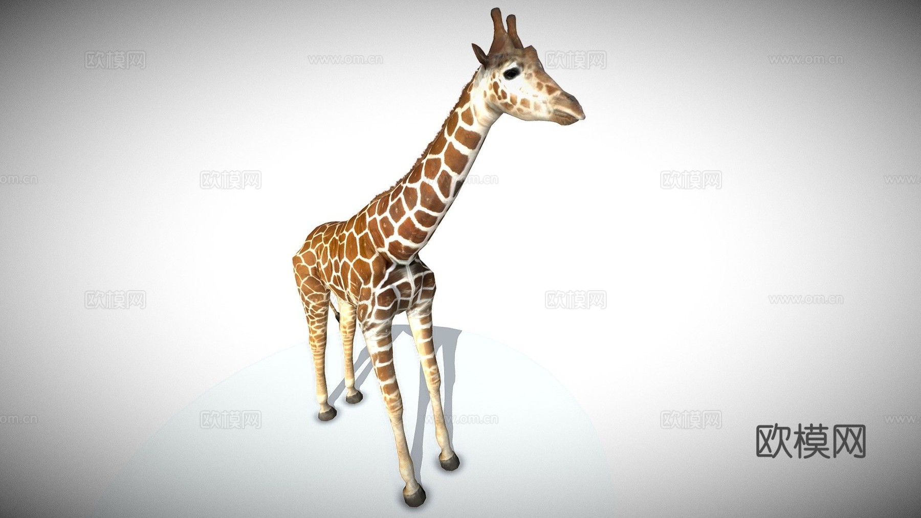 长颈鹿3d模型