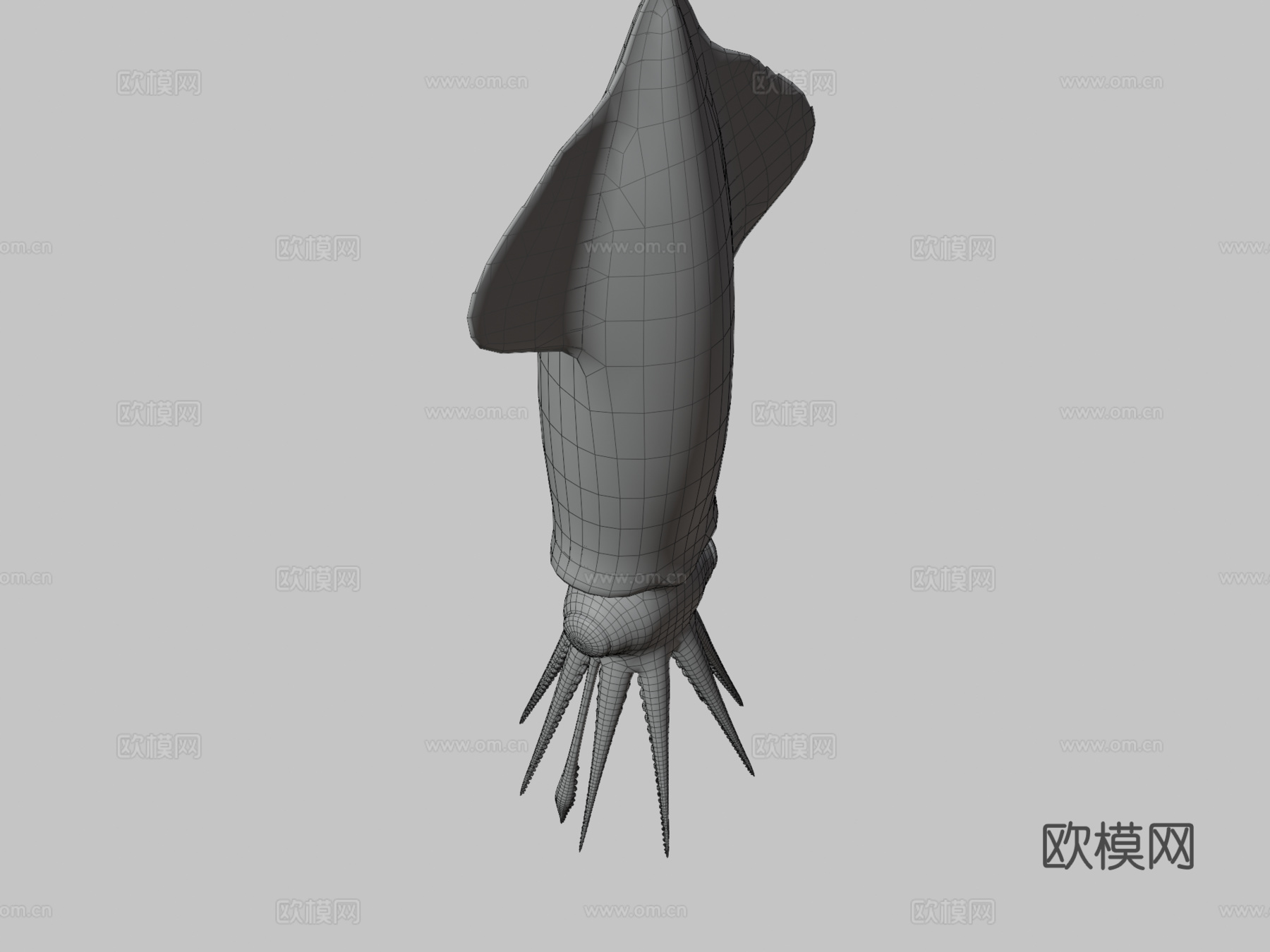 萤火鱿鱼3d模型