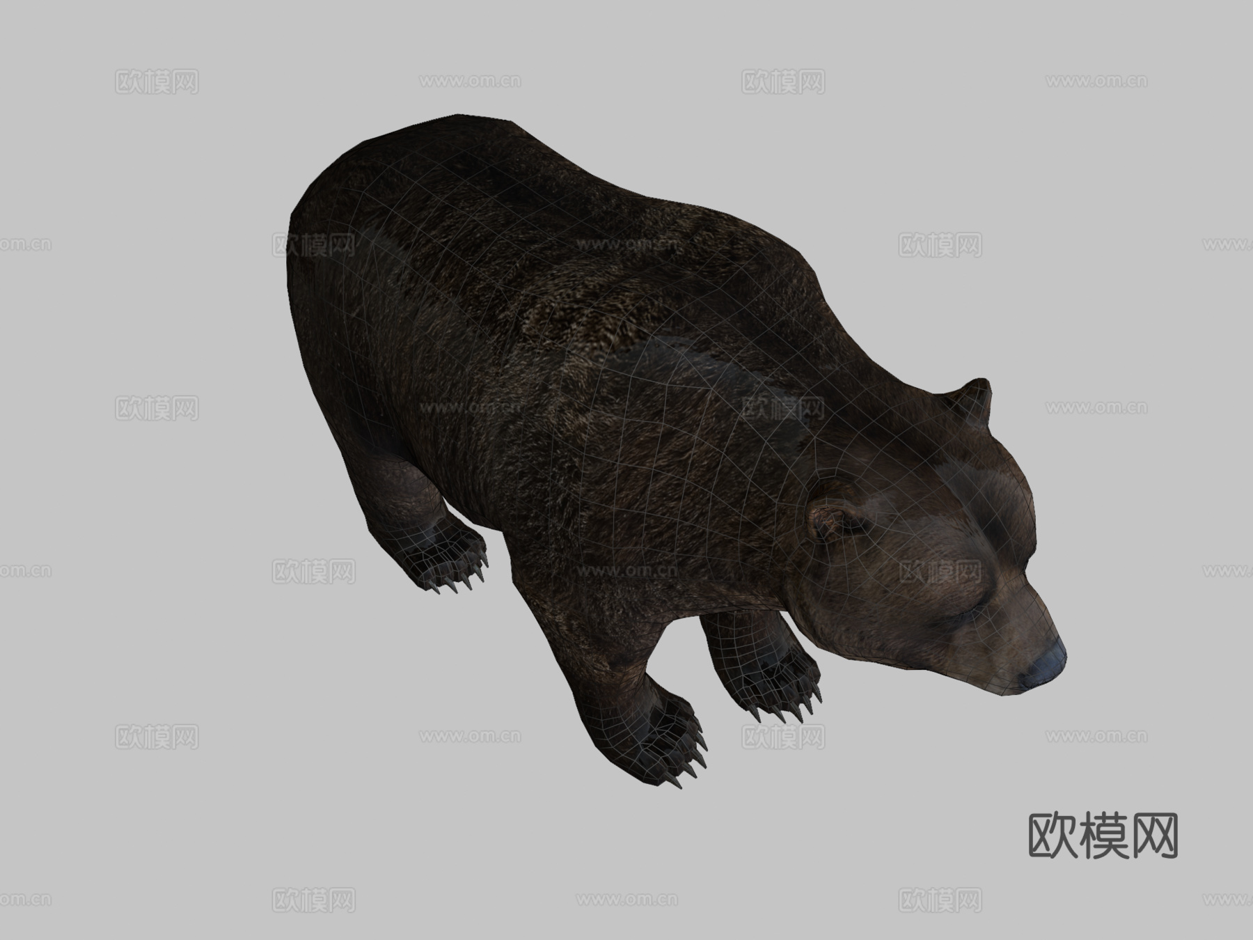 雄性熊3d模型