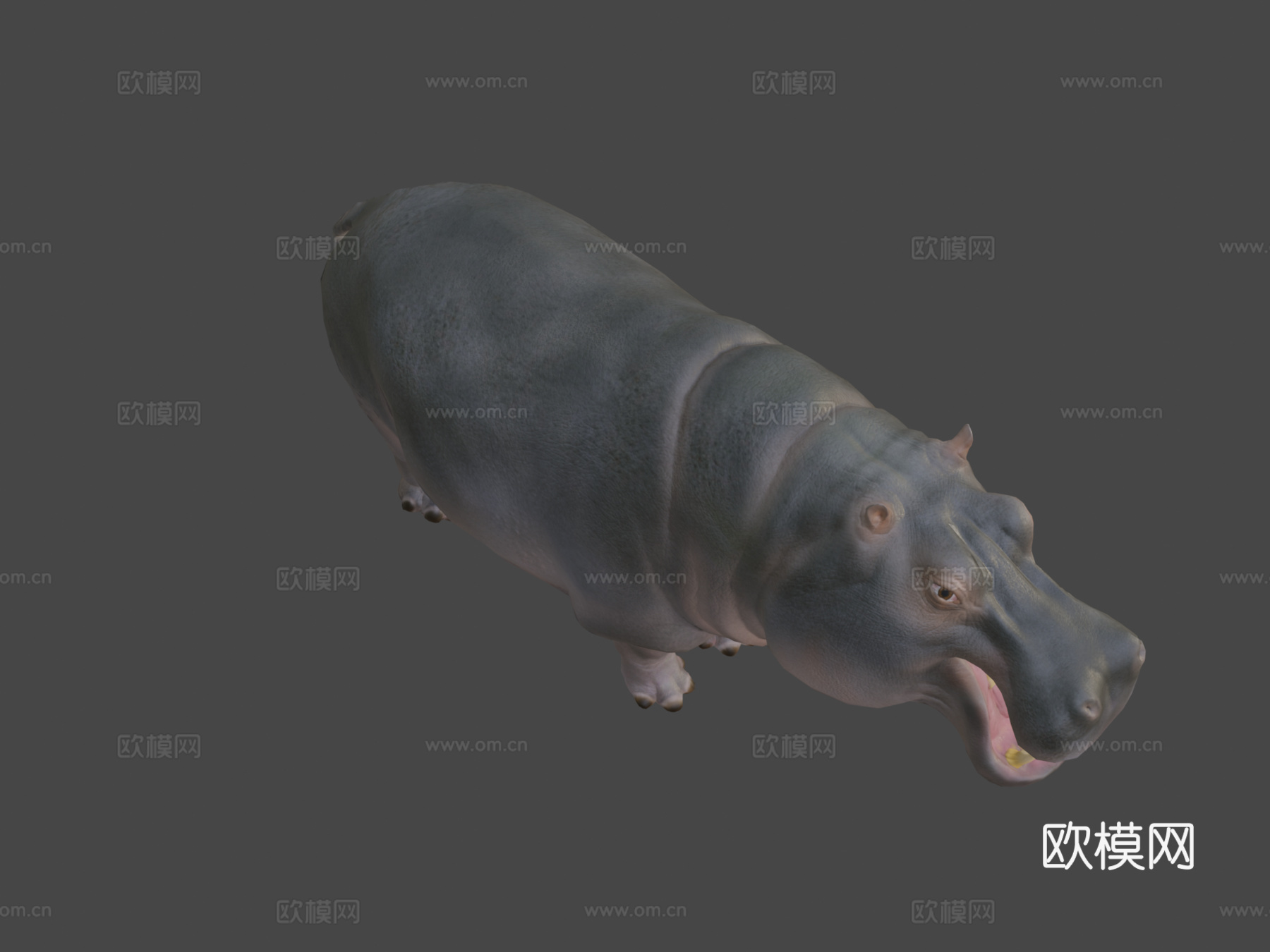河马动画集3d模型
