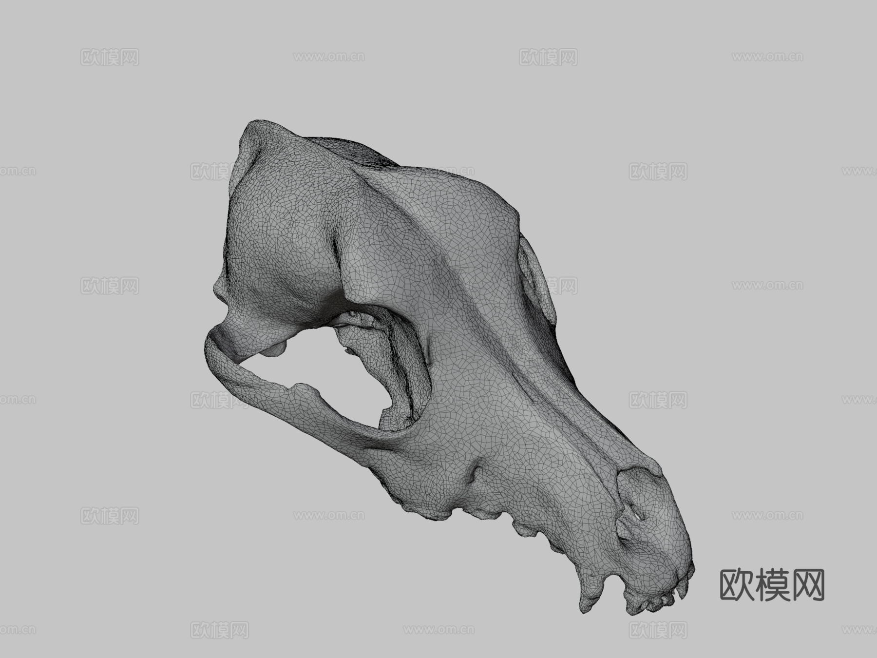 狗头骨测试3d模型
