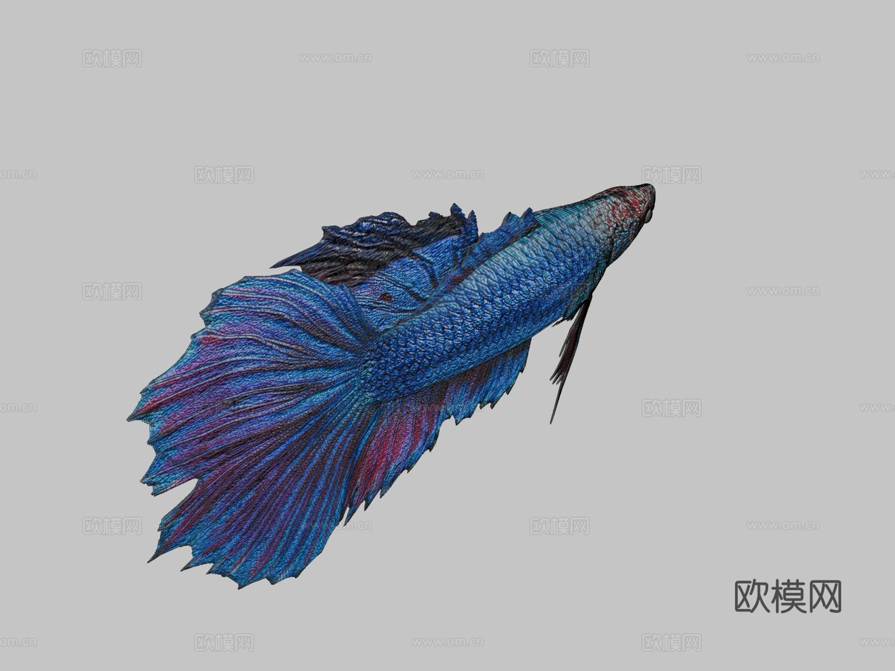 热带=河流=鱼33d模型