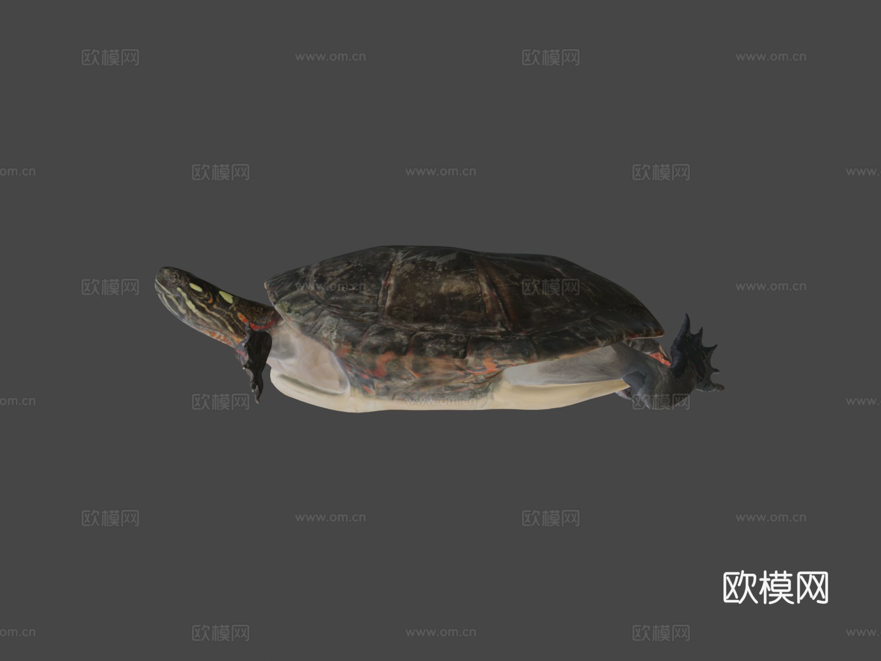 A型号-东部锦龟3d模型
