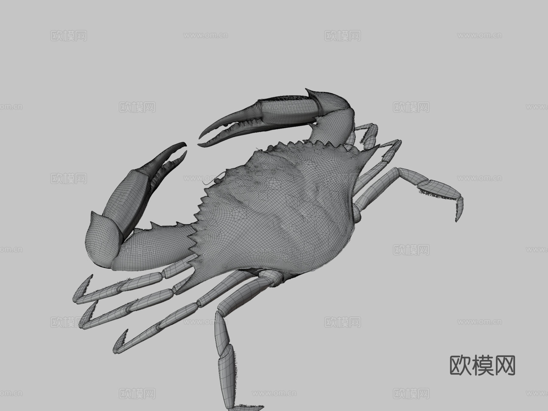 蓝蟹3d模型