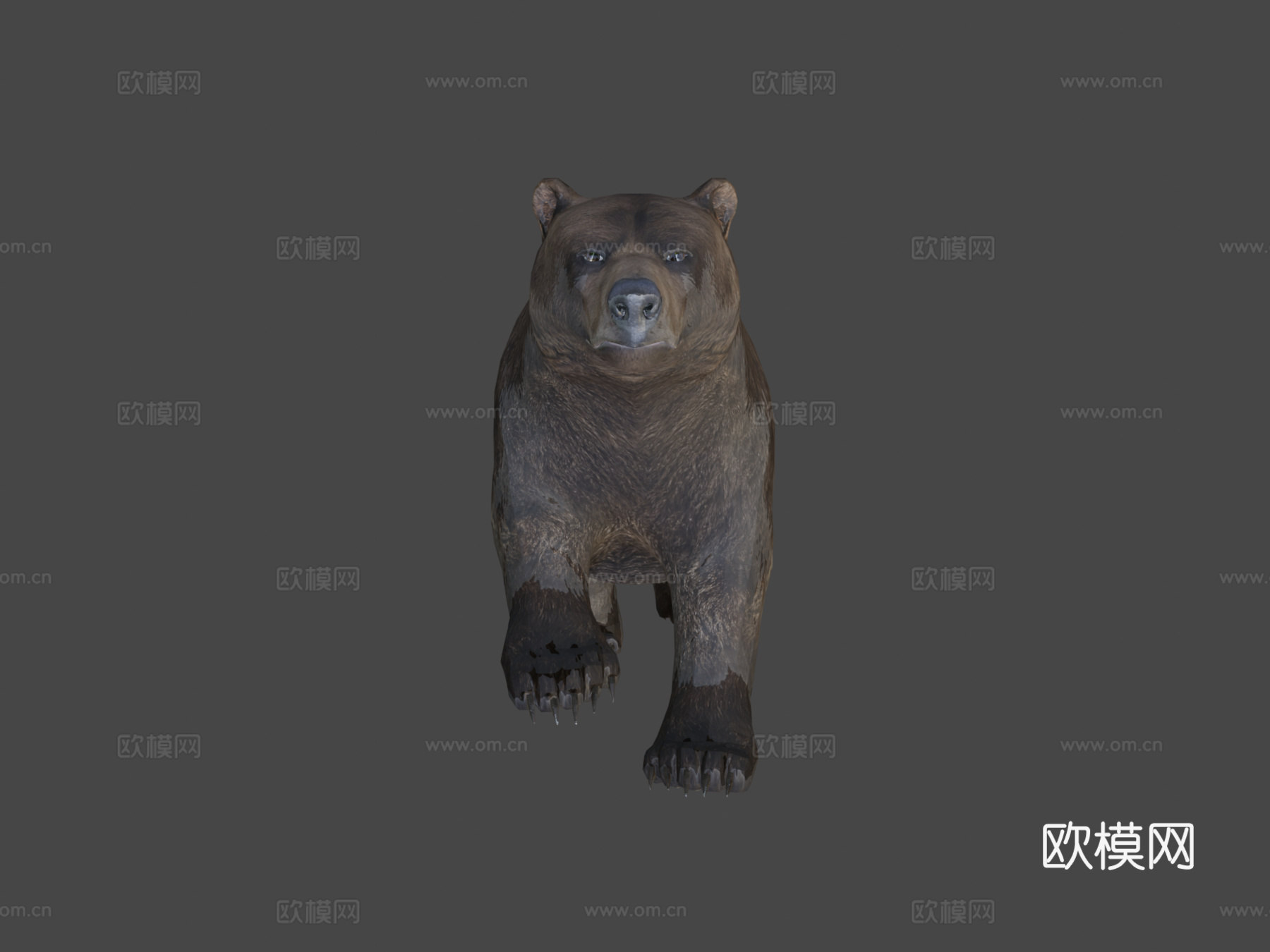 棕熊3d模型