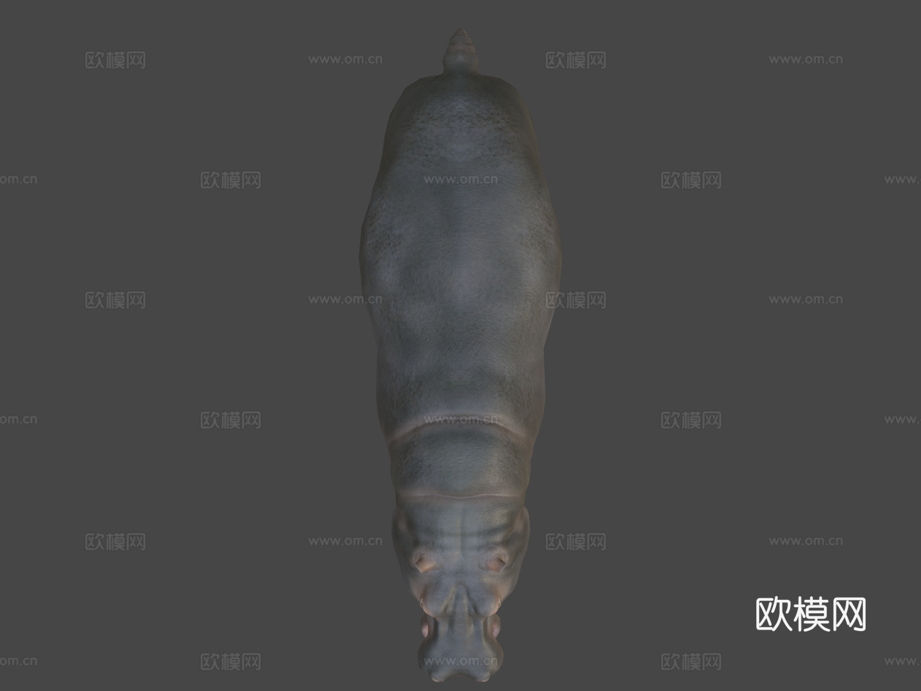 河马动画集3d模型