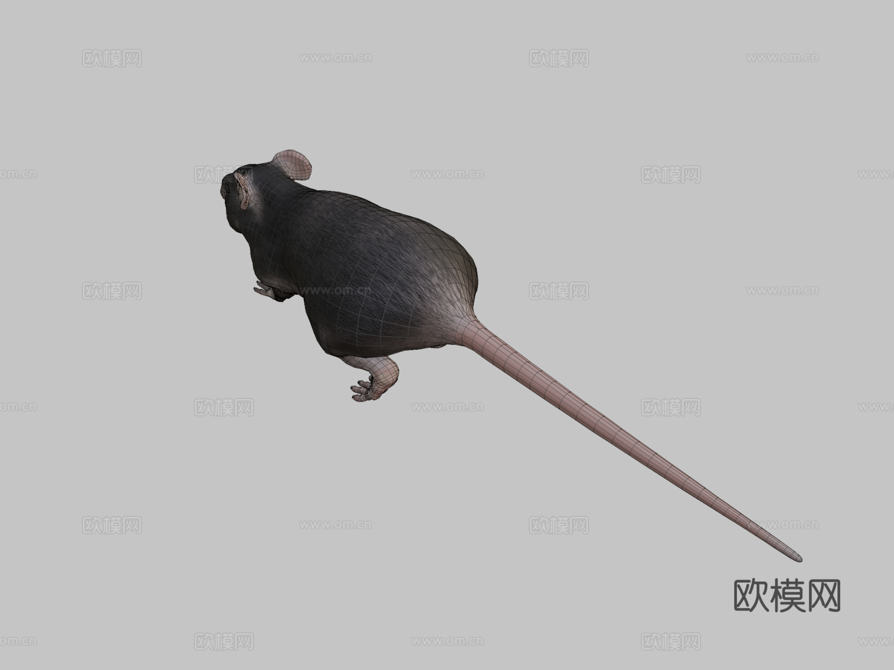 胖老鼠3d模型