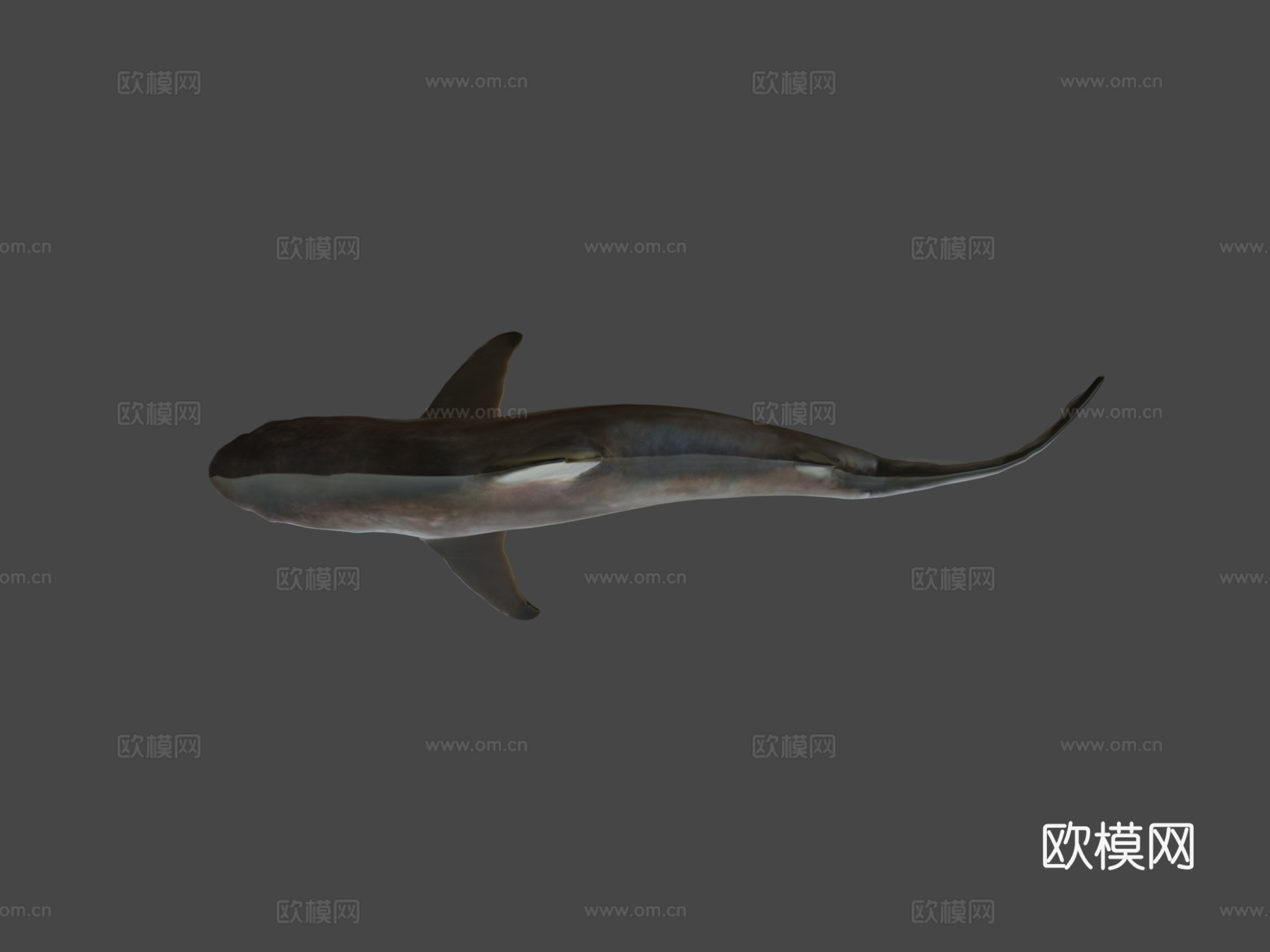 鲨鱼3d模型