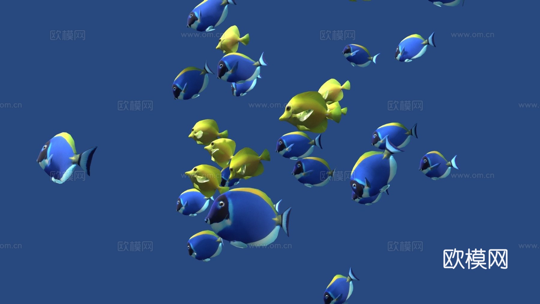 群游鱼蓝黄刺尾鱼3d模型