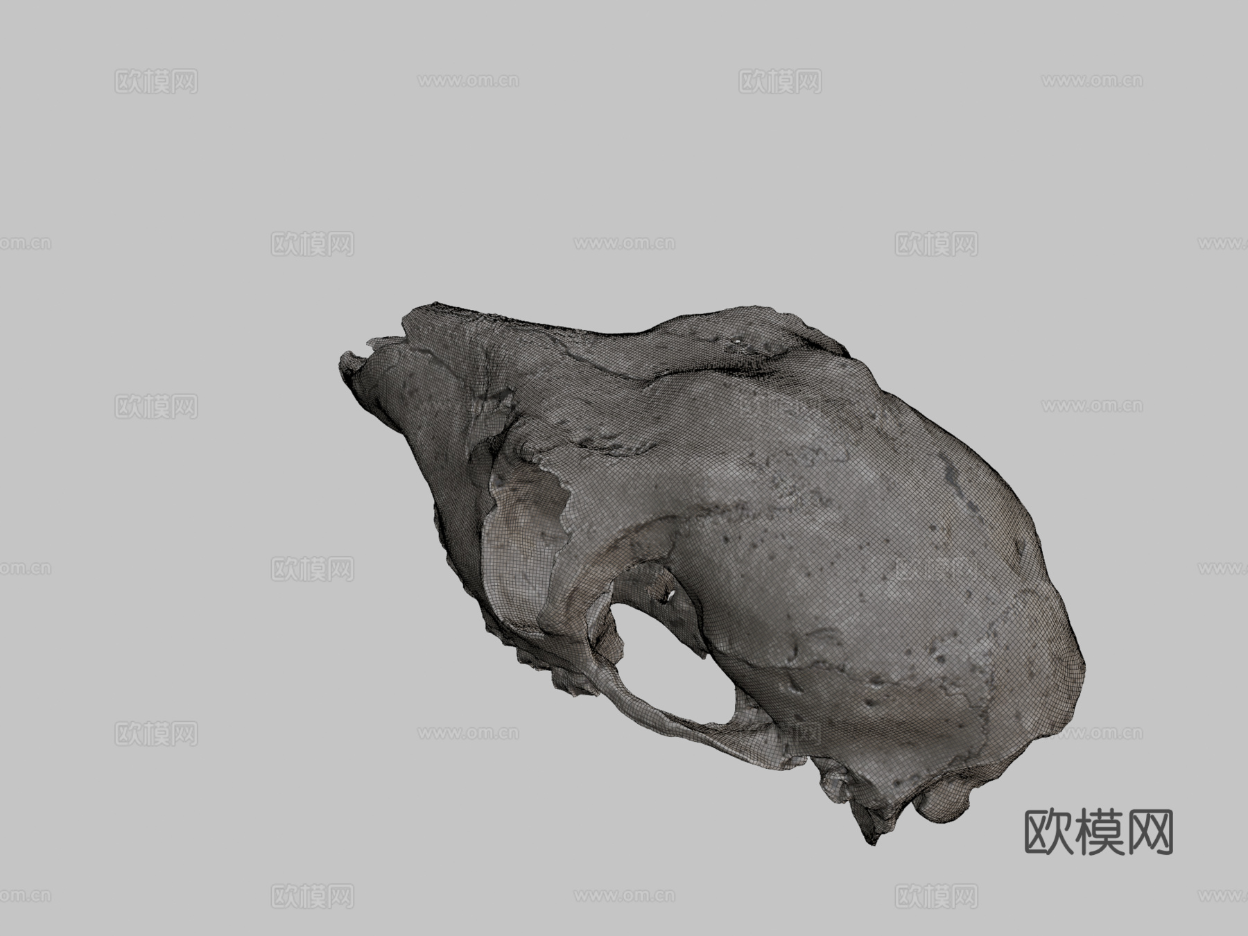 鹿头骨3d模型