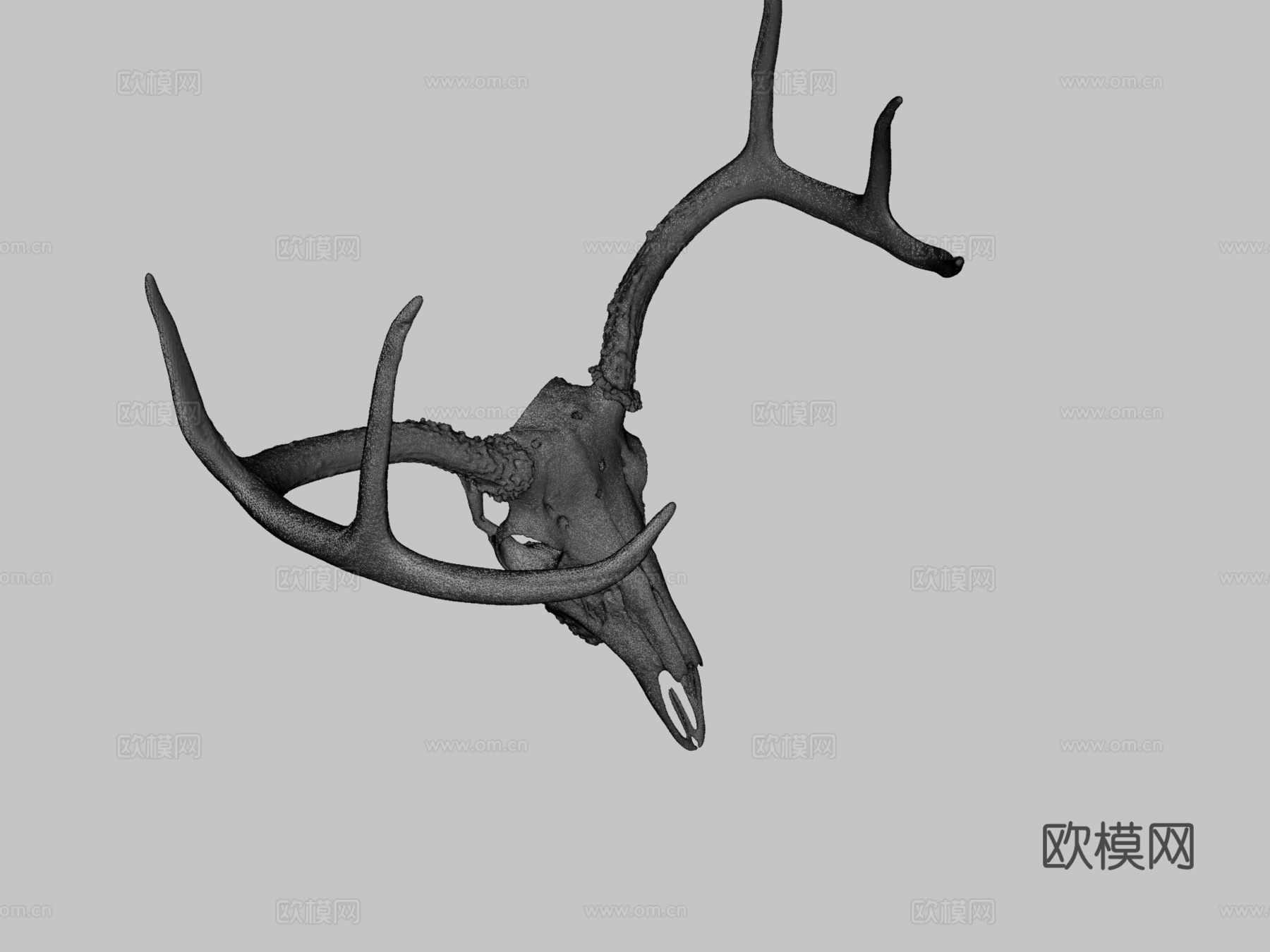 带鹿角白尾鹿头骨3d模型