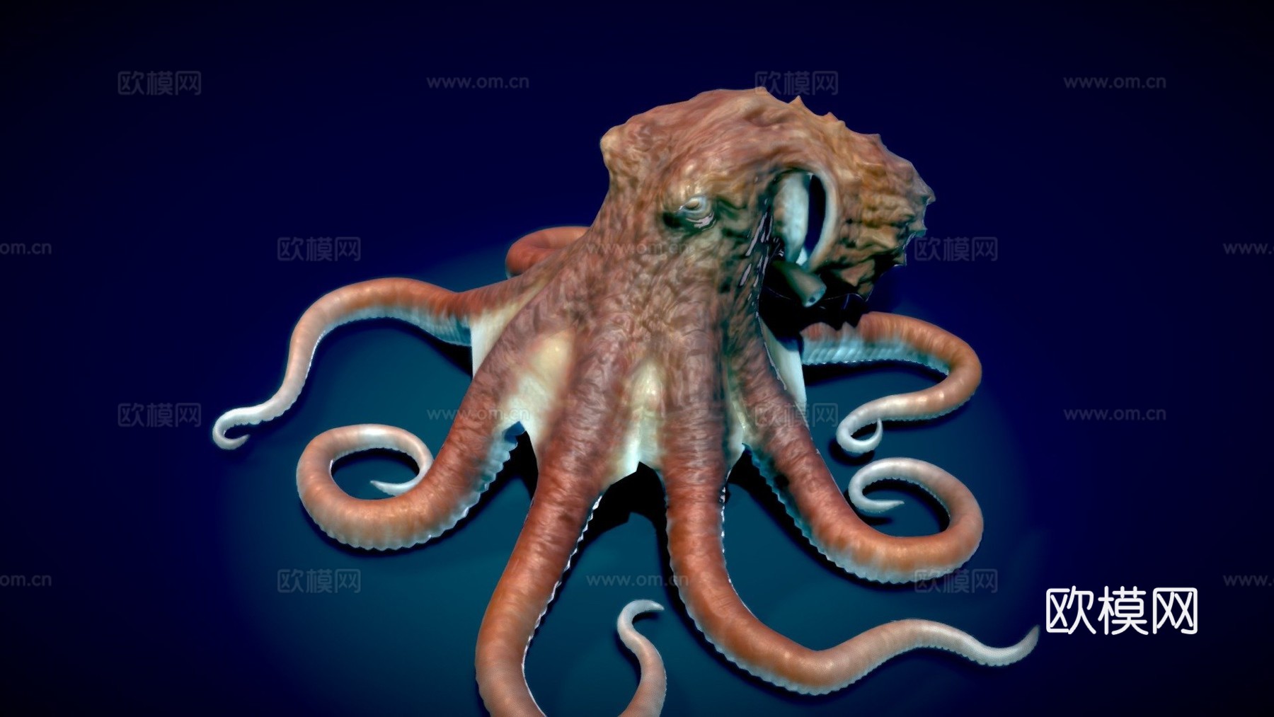 巨型太平洋章鱼3d模型