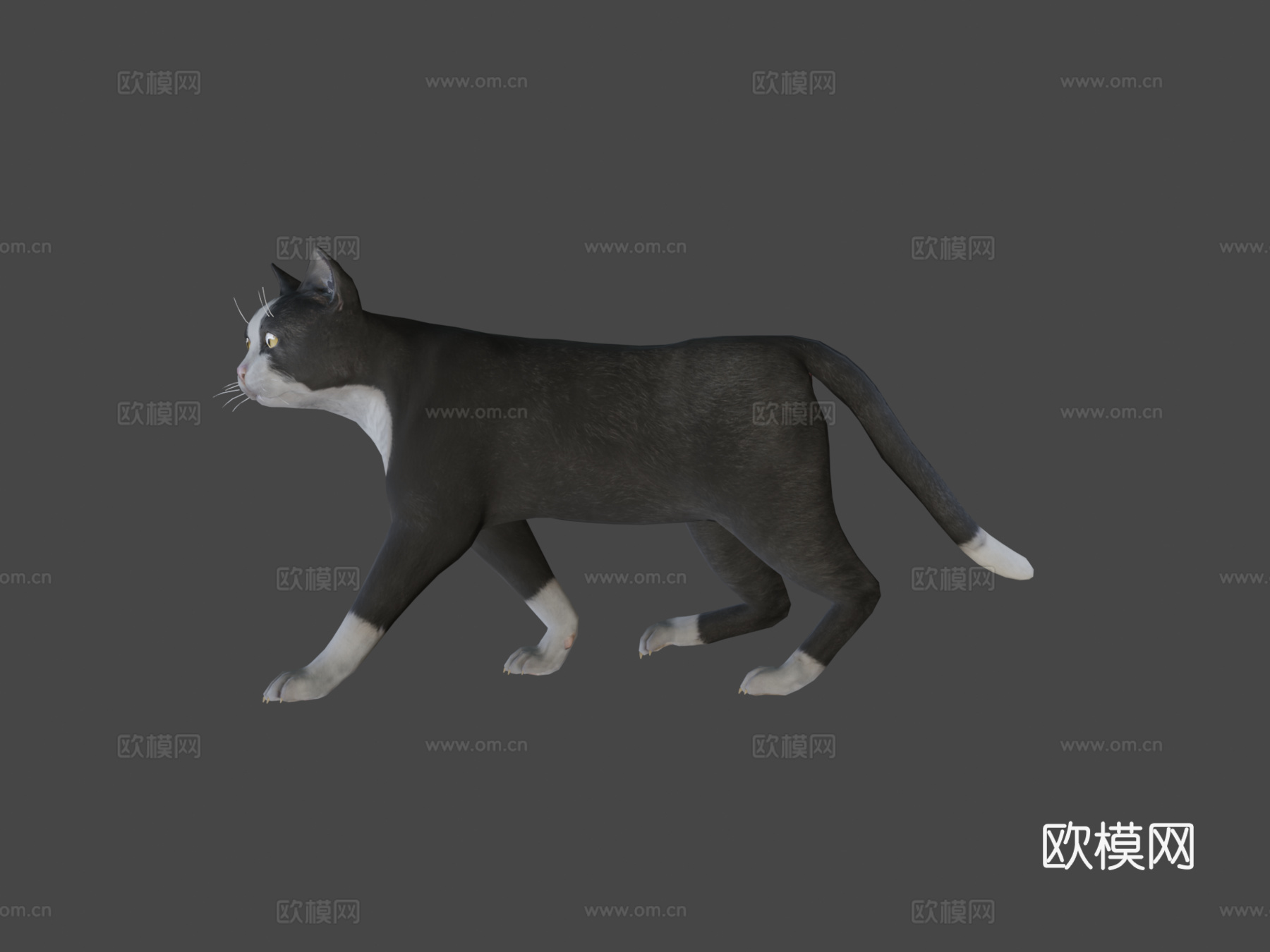 猫的所有动画3d模型